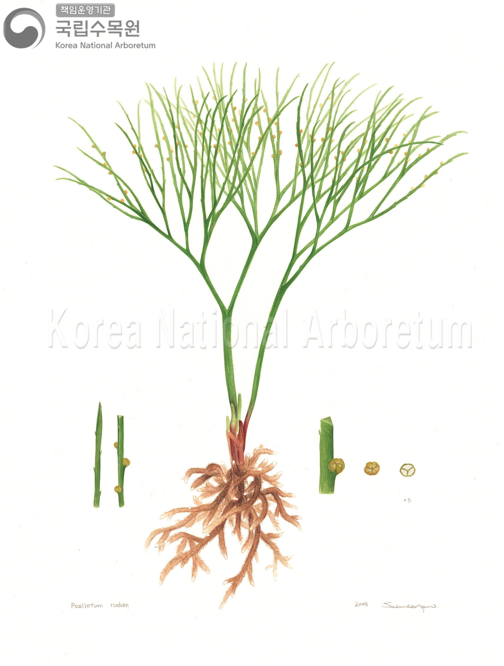 Plant Illustration Detailed View