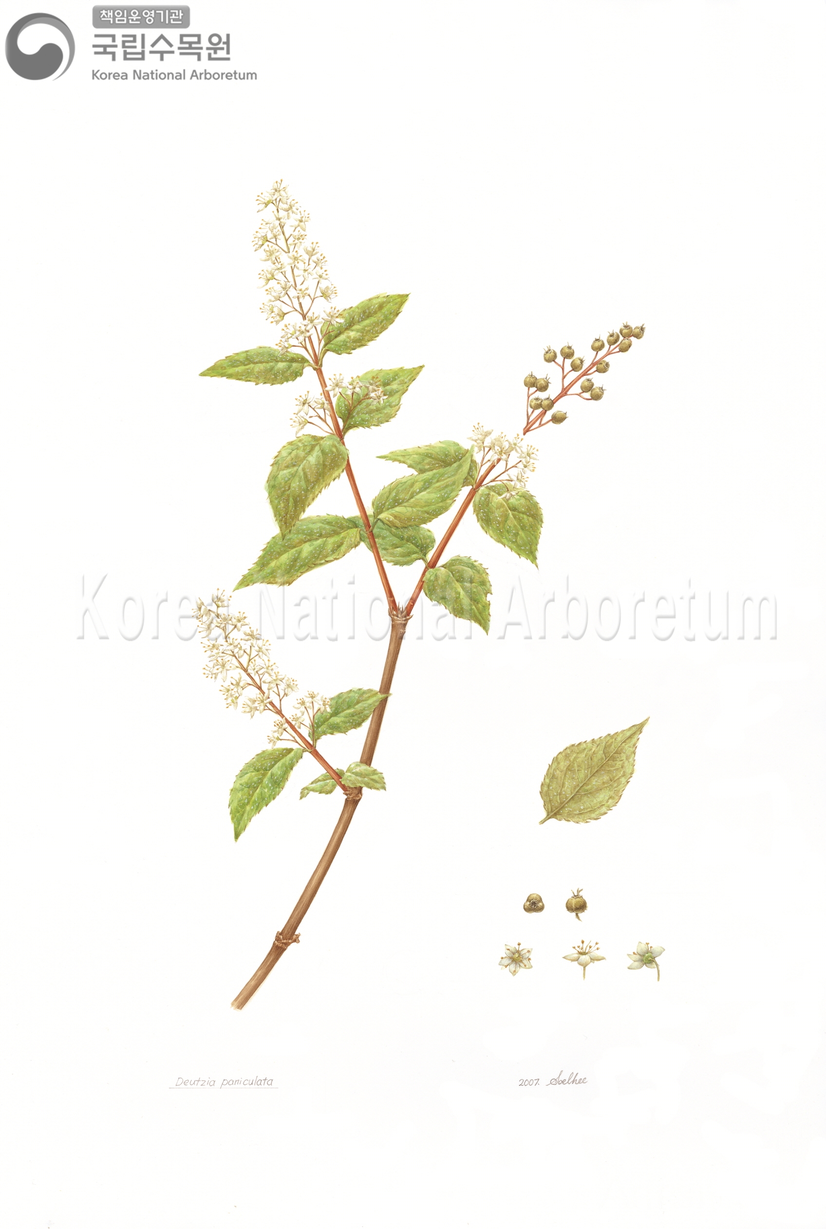 Plant Illustration Detailed View