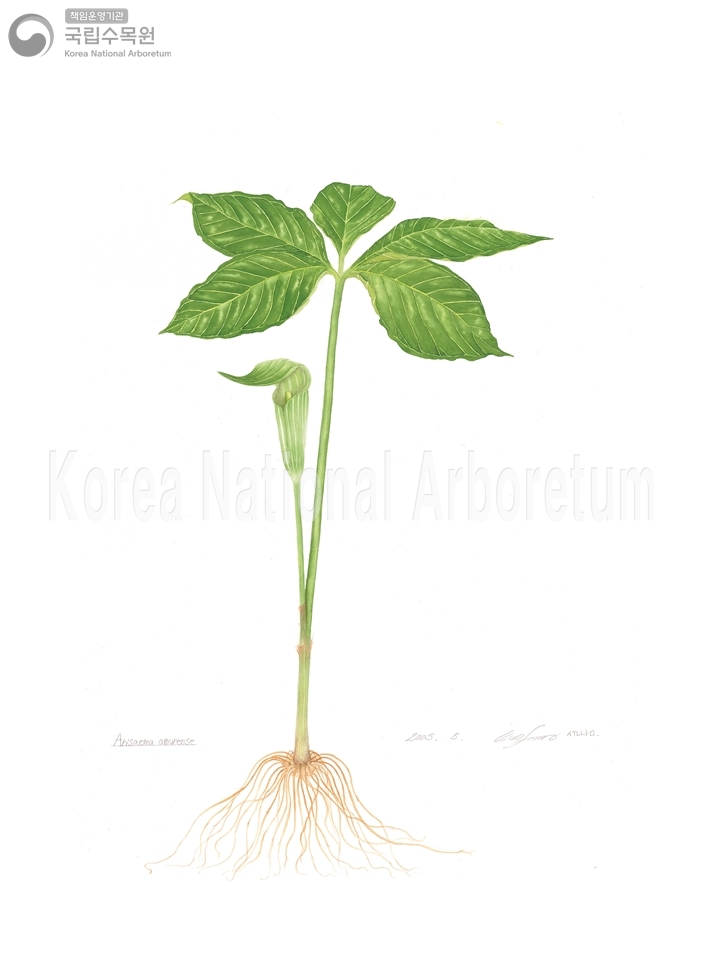 Plant Illustration Detailed View