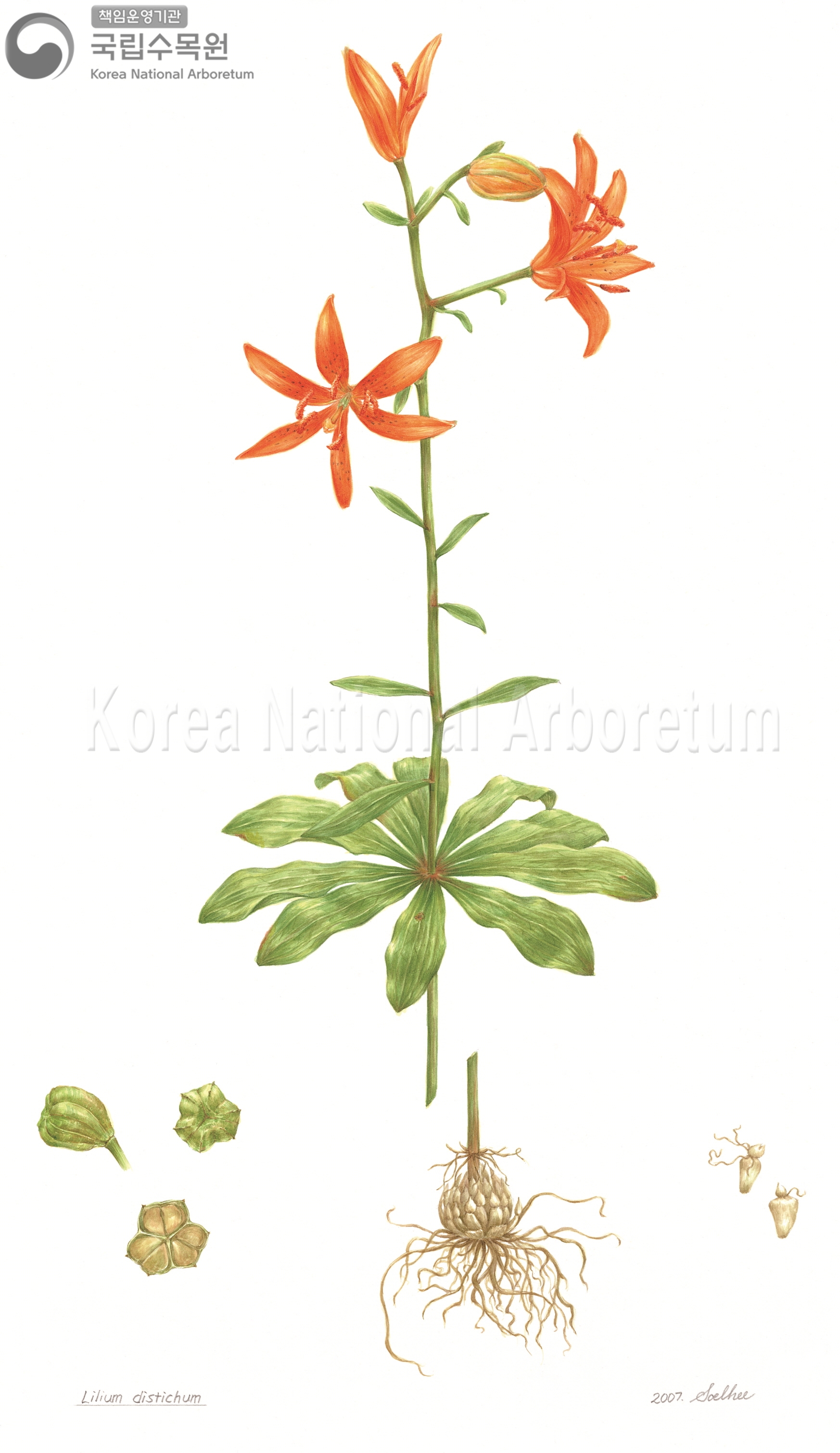 Plant Illustration Detailed View