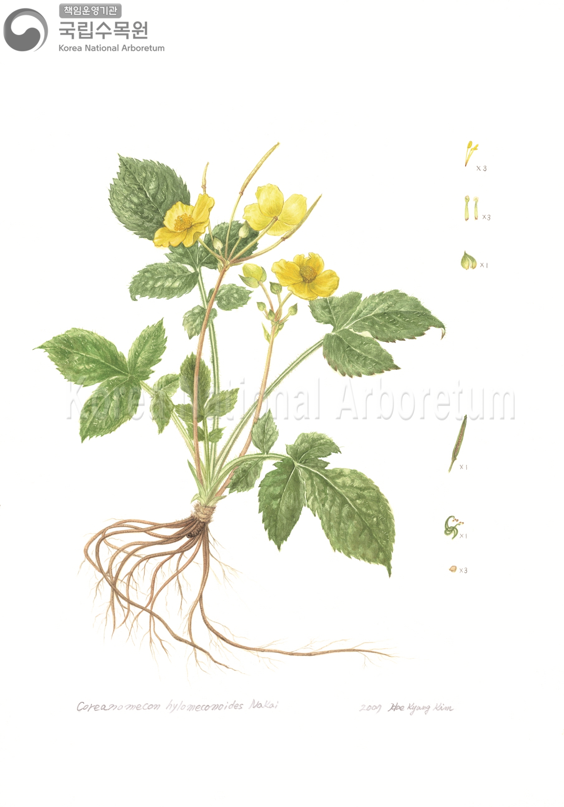 Plant Illustration Detailed View