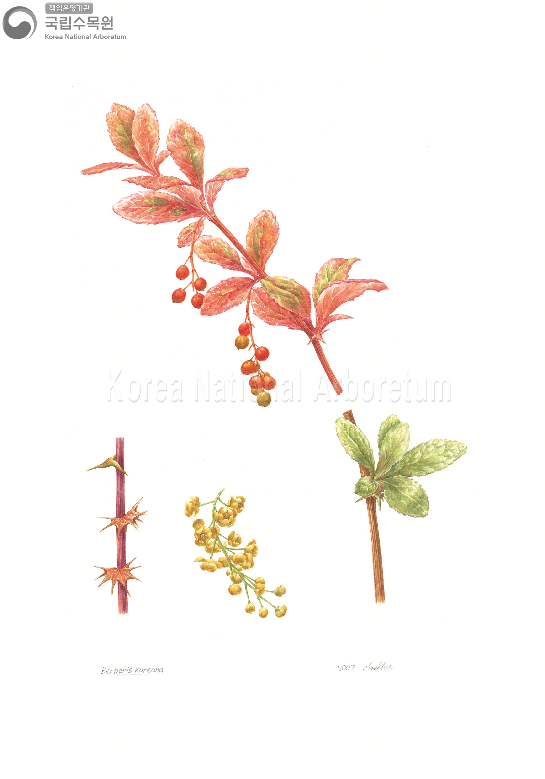 Plant Illustration Detailed View