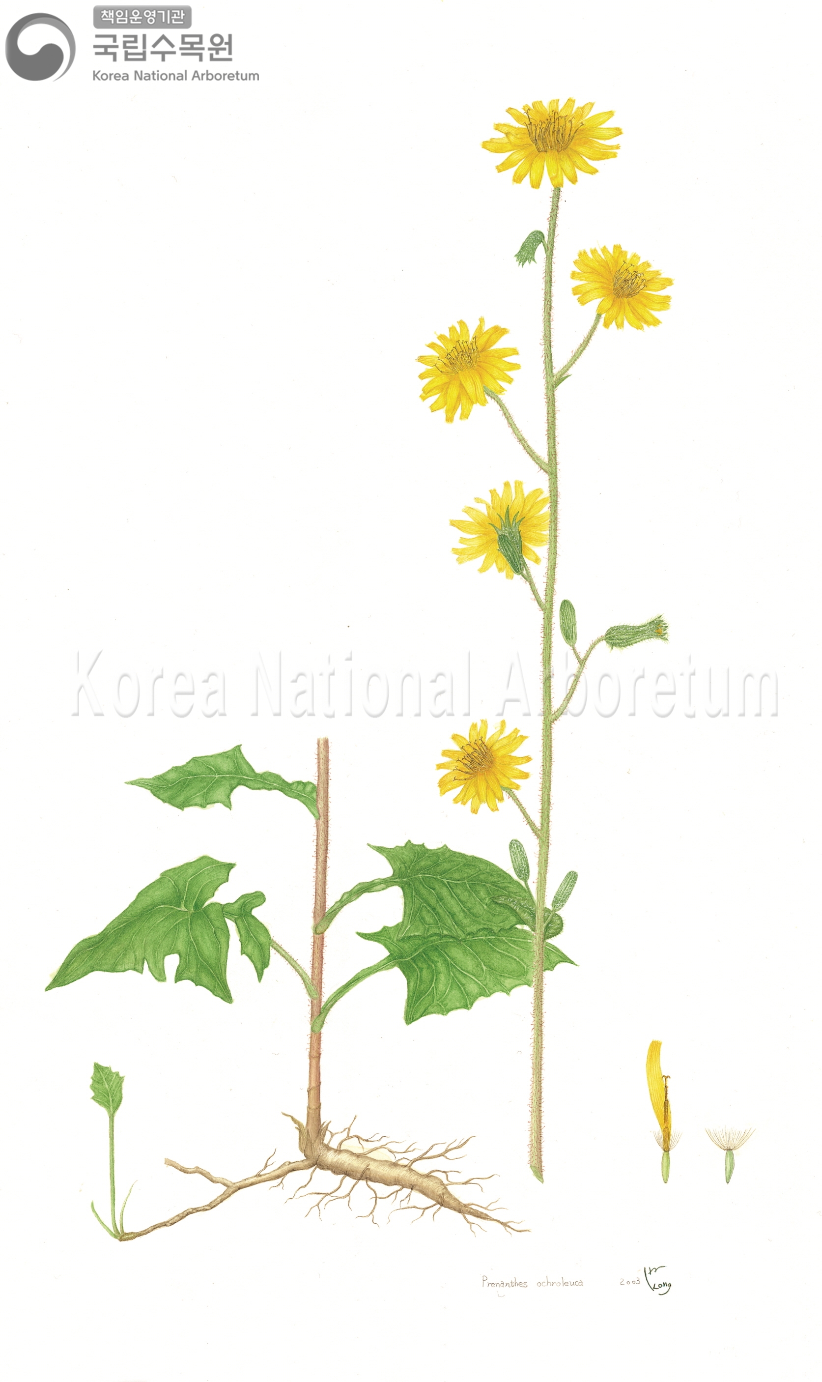 Plant Illustration Detailed View