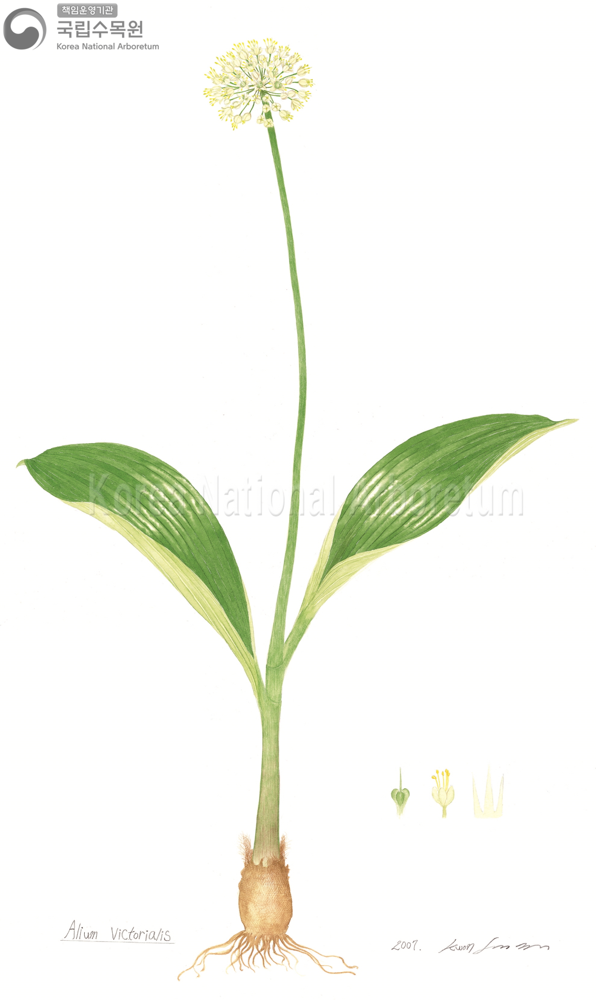 Plant Illustration Detailed View