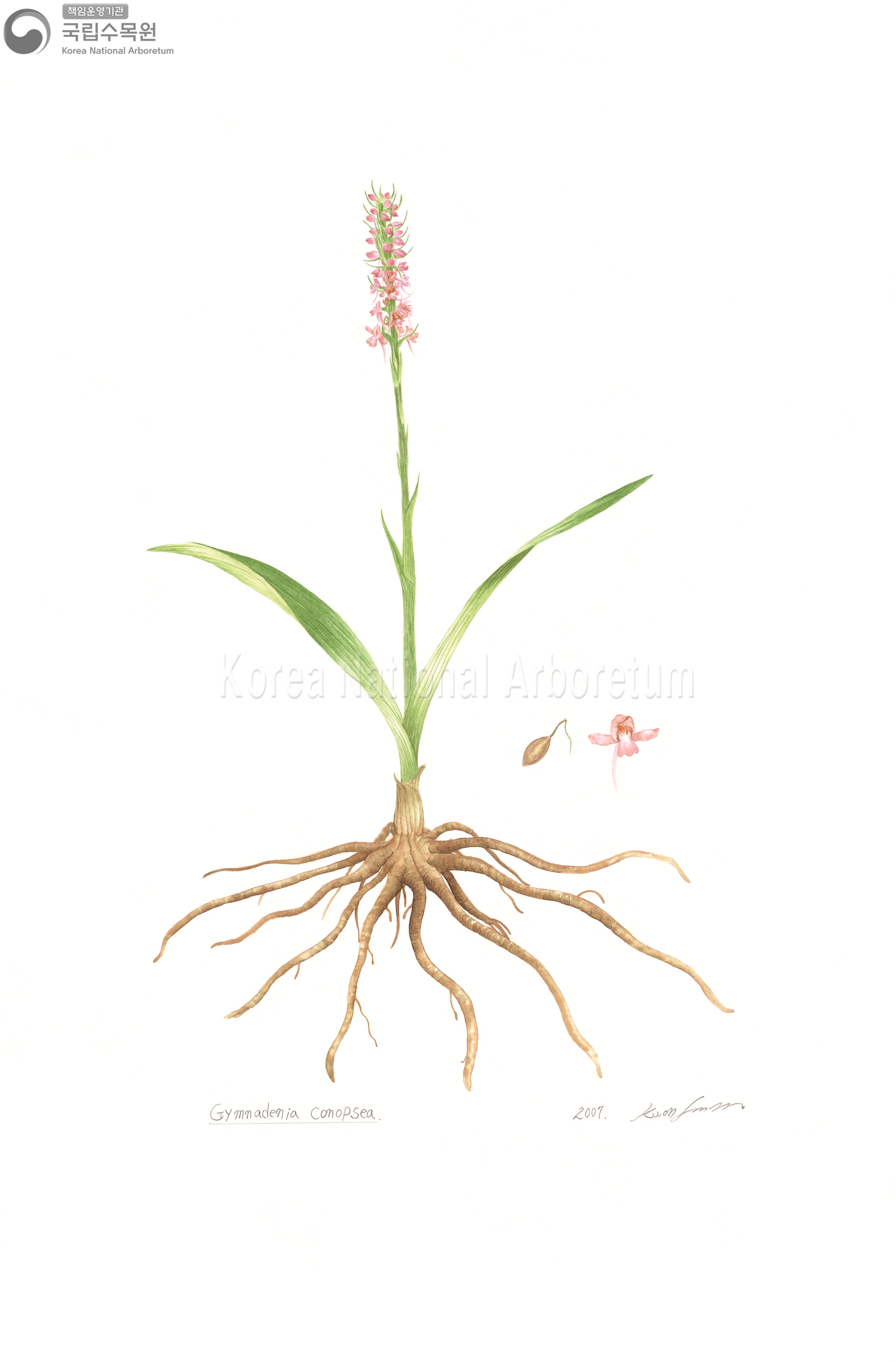 Plant Illustration Detailed View