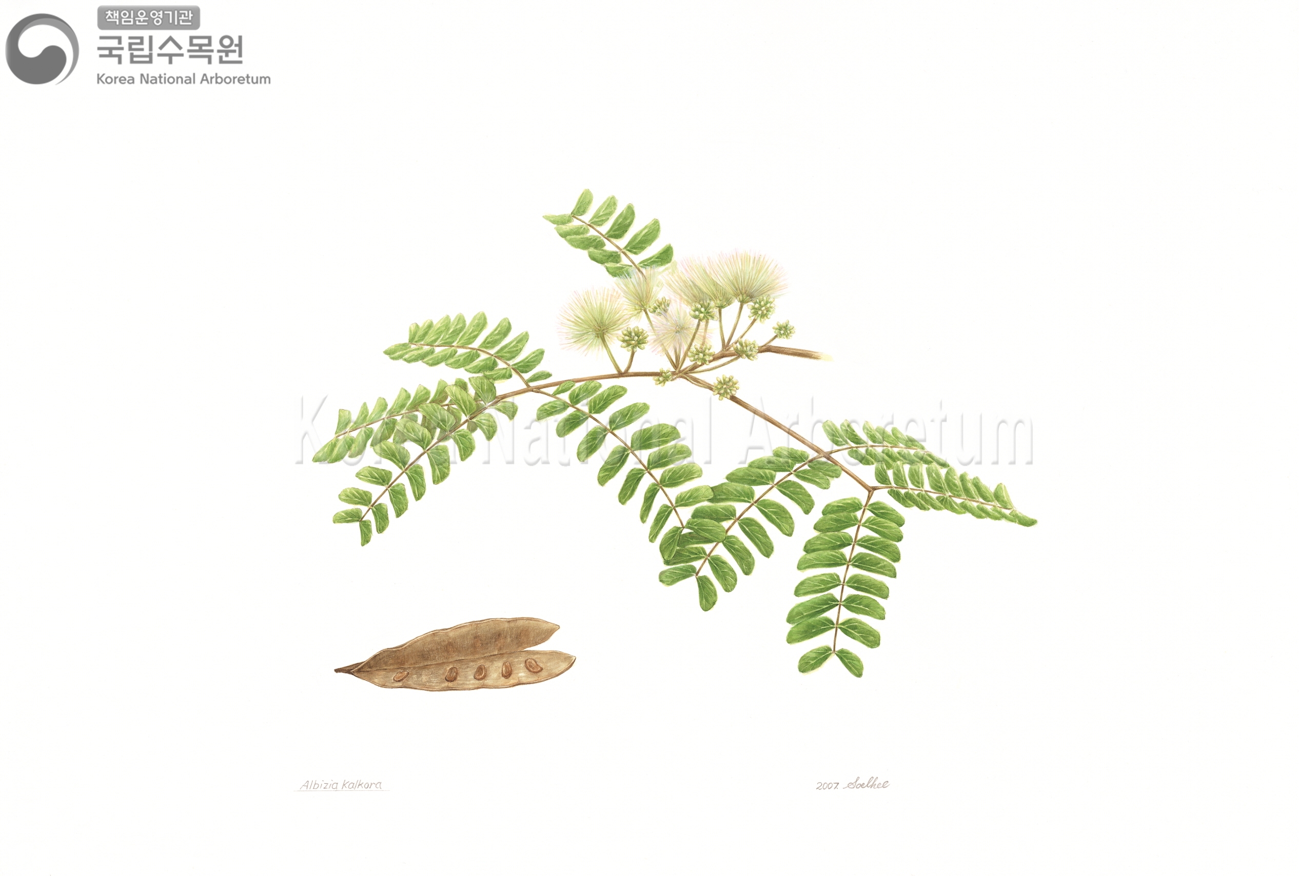 Plant Illustration Detailed View