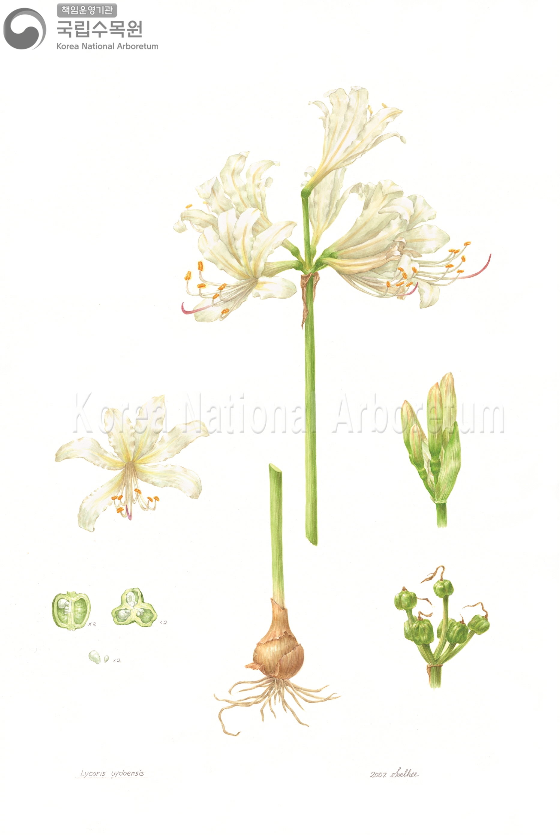 Plant Illustration Detailed View