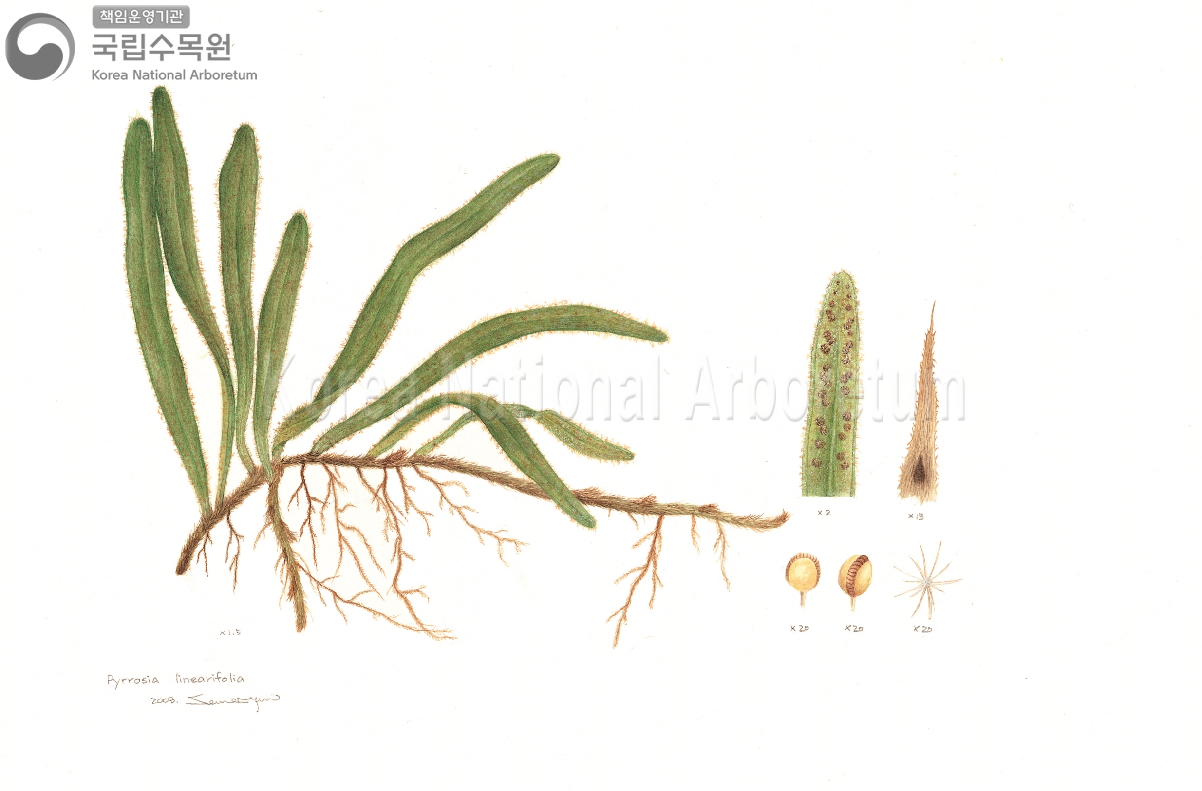 Plant Illustration Detailed View