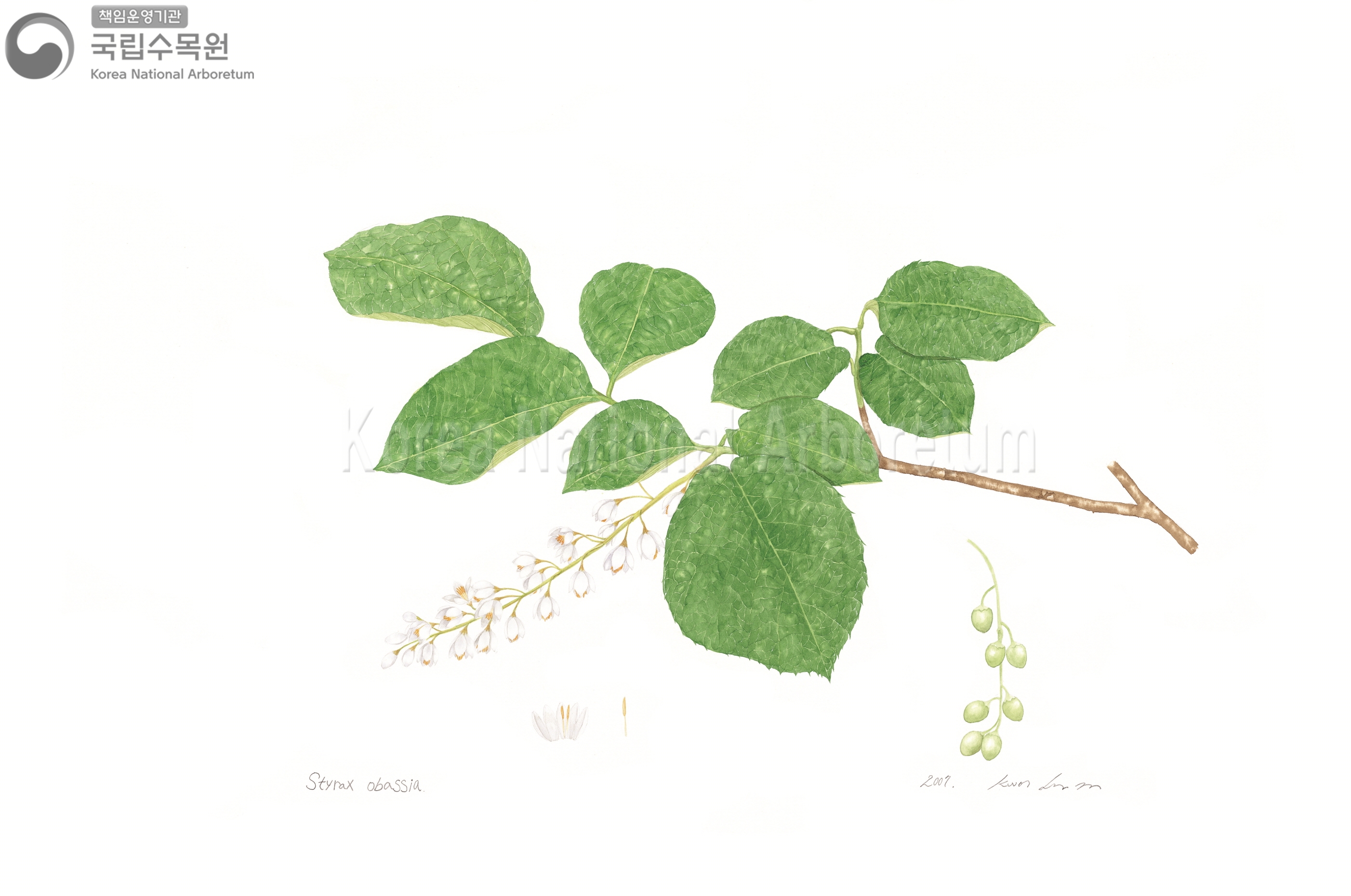 Plant Illustration Detailed View