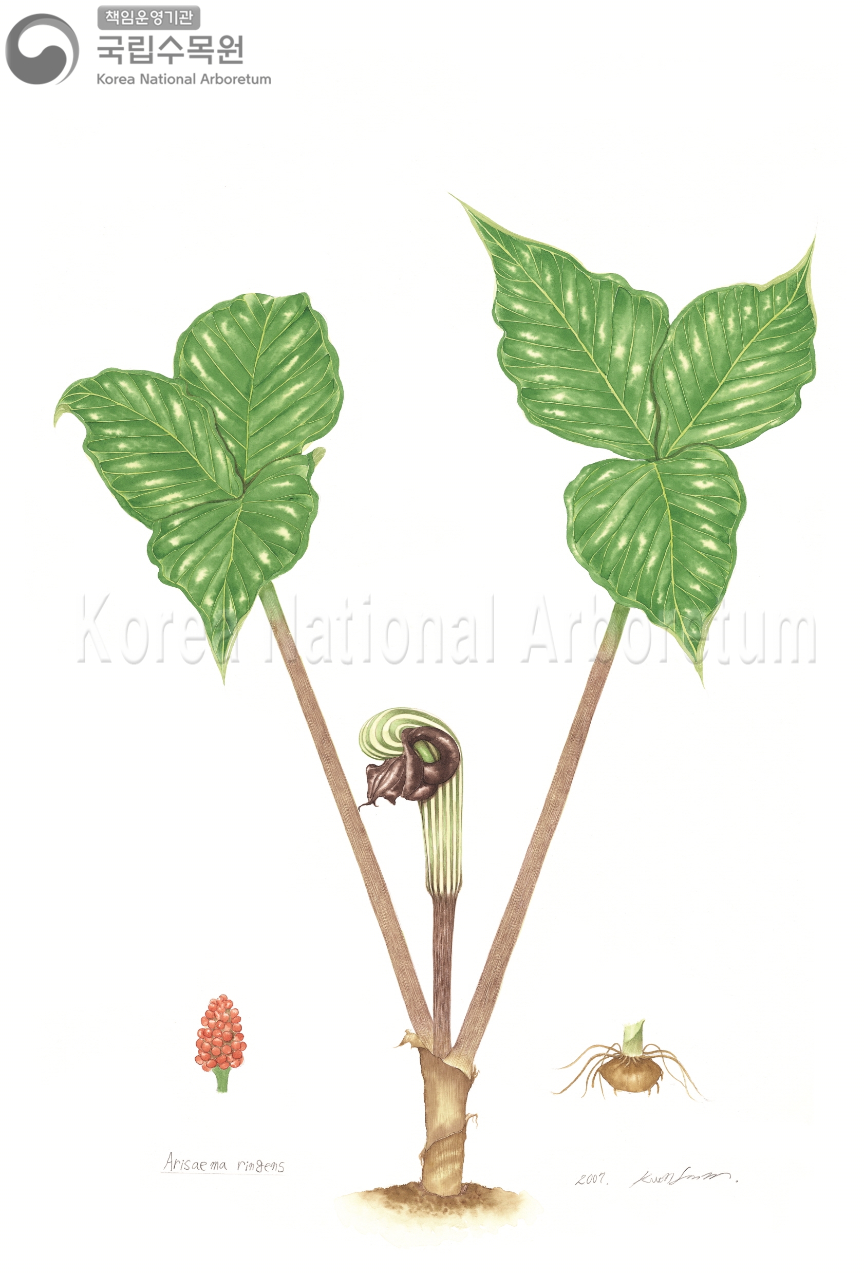 Plant Illustration Detailed View