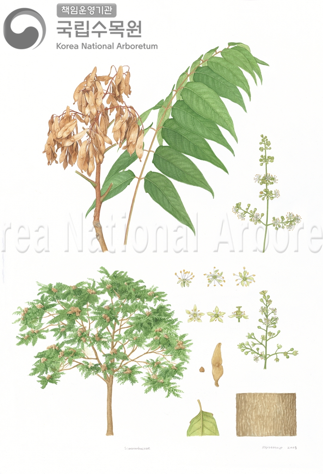 Plant Illustration Detailed View