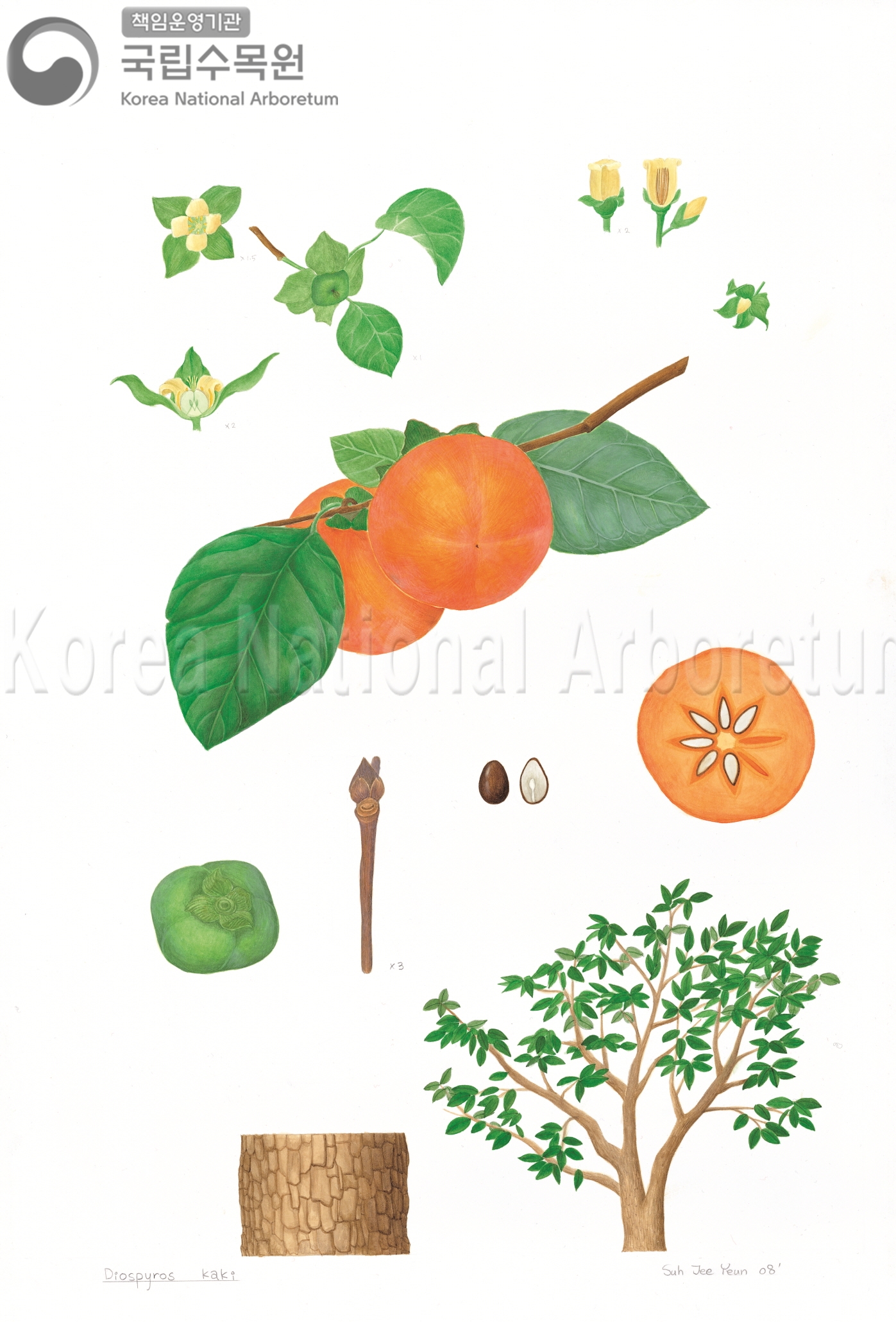 Plant Illustration Detailed View