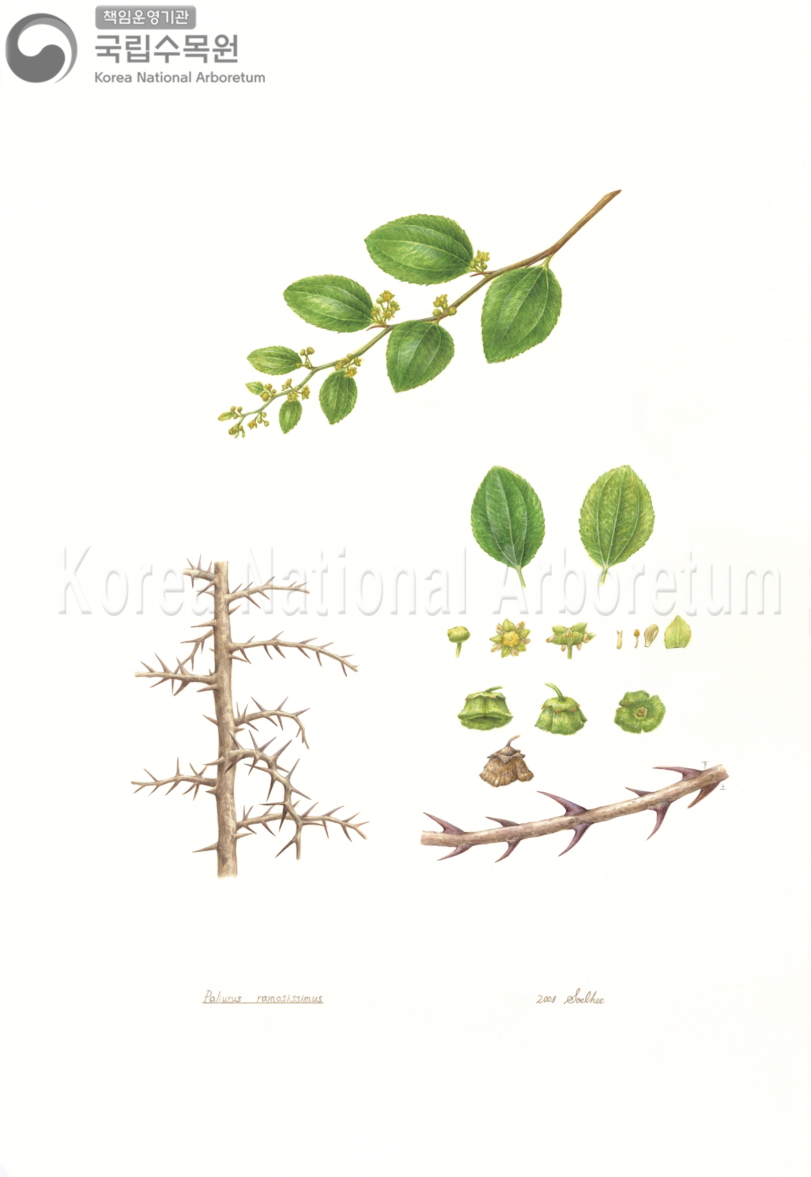 Plant Illustration Detailed View