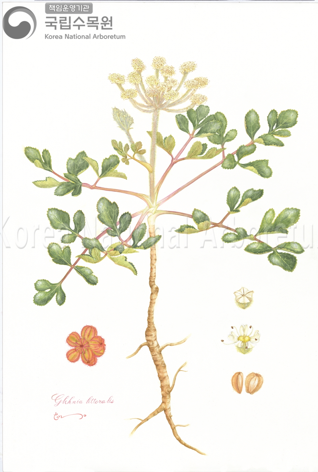 Plant Illustration Detailed View