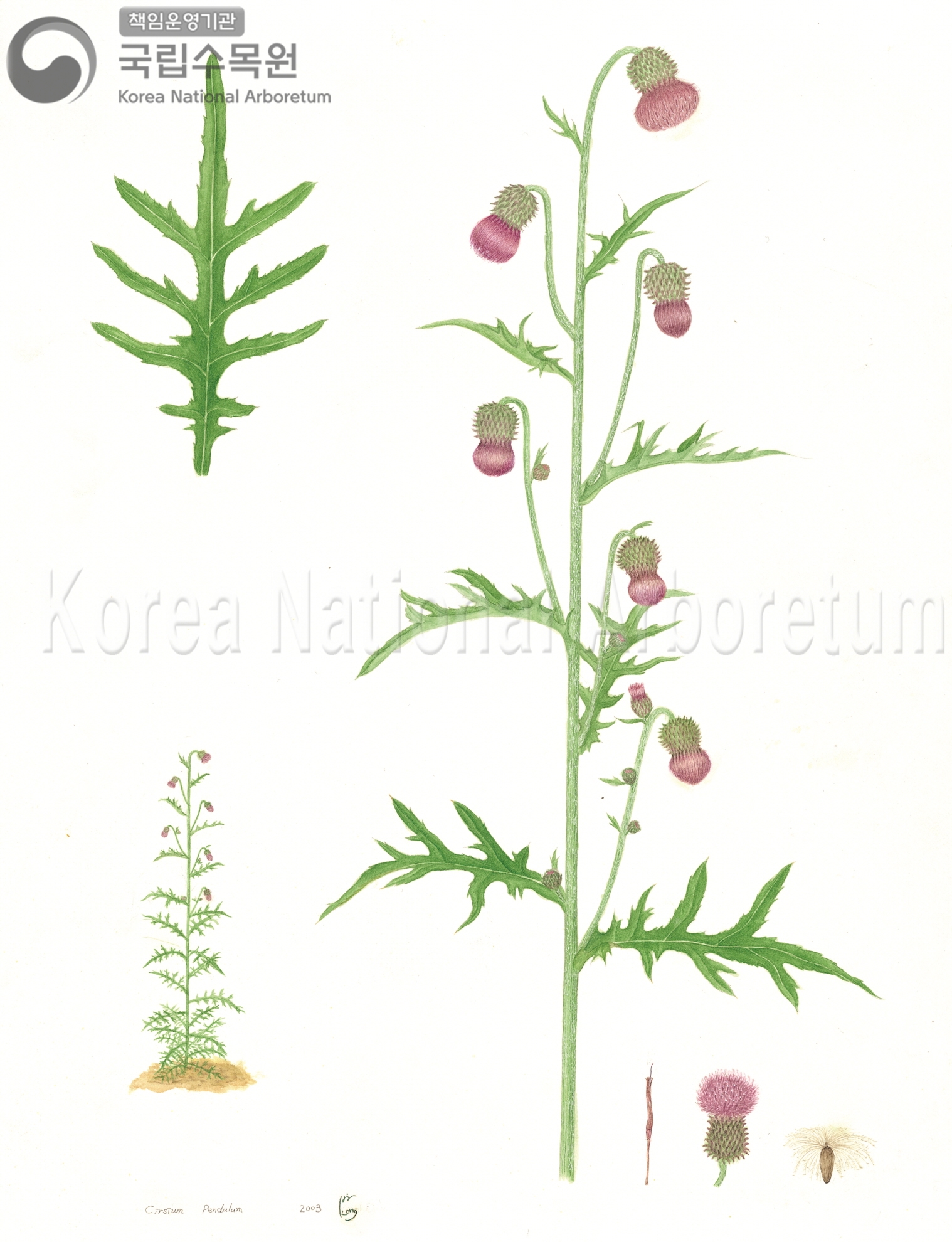 Plant Illustration Detailed View