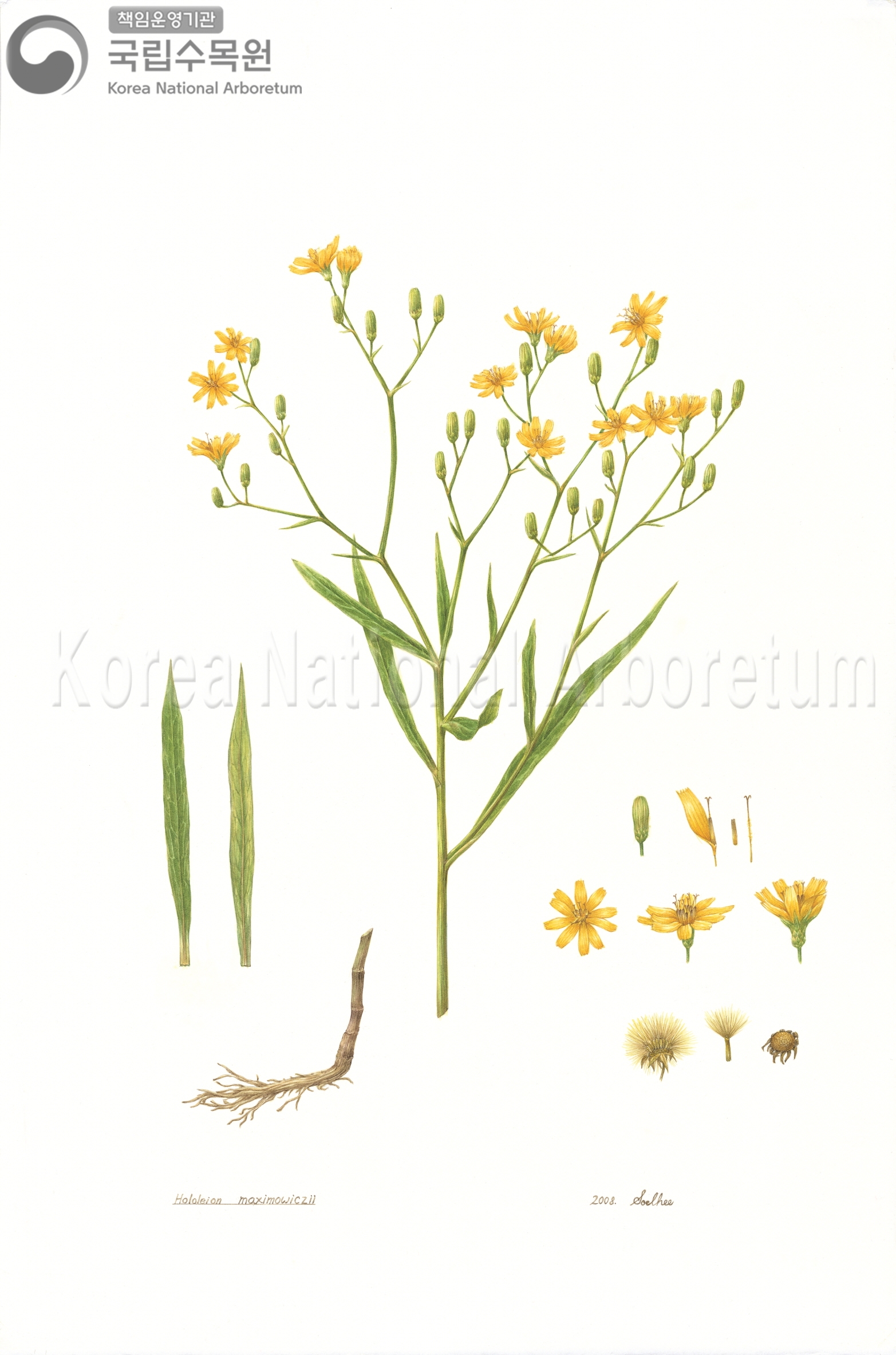 Plant Illustration Detailed View