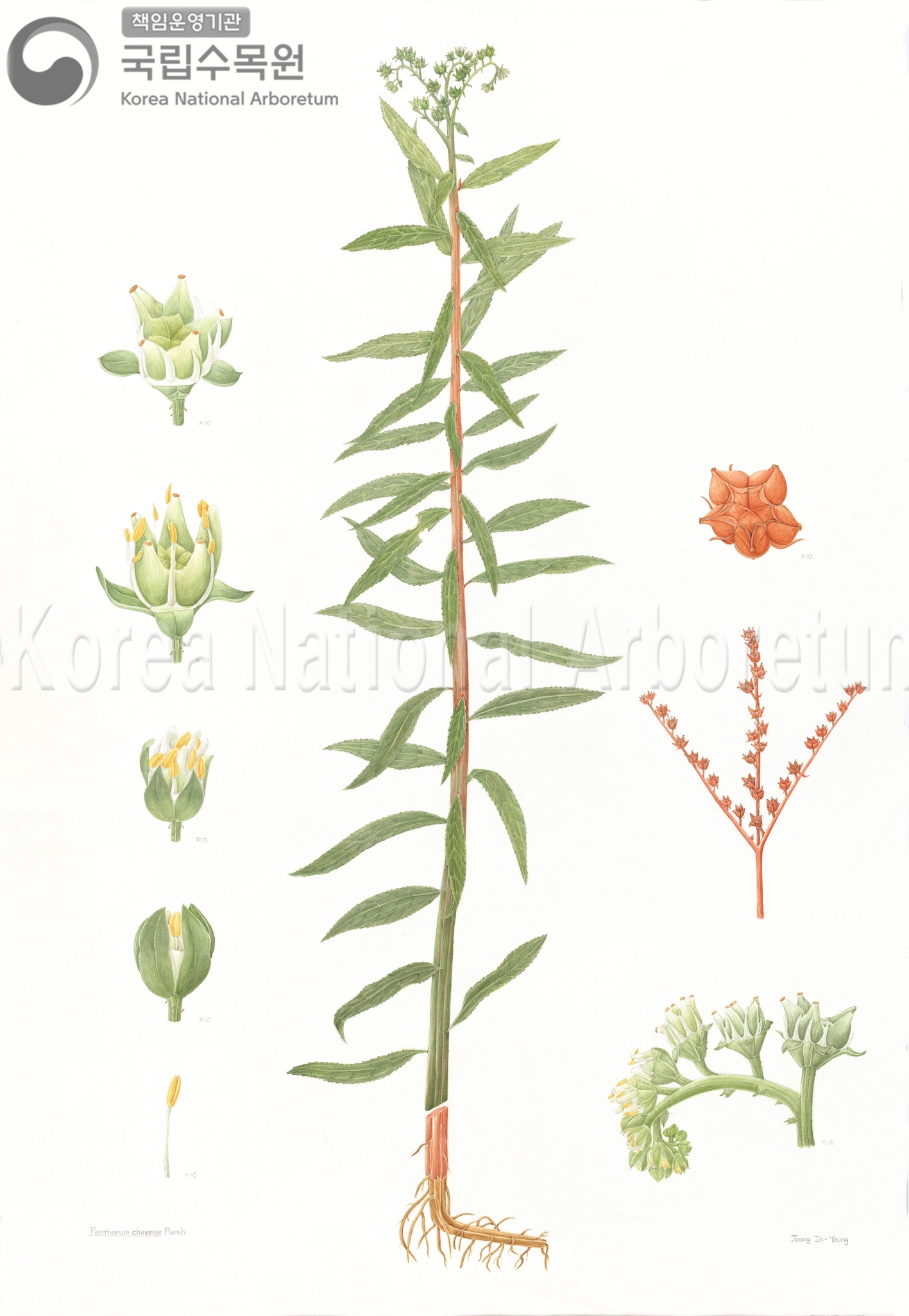 Plant Illustration Detailed View