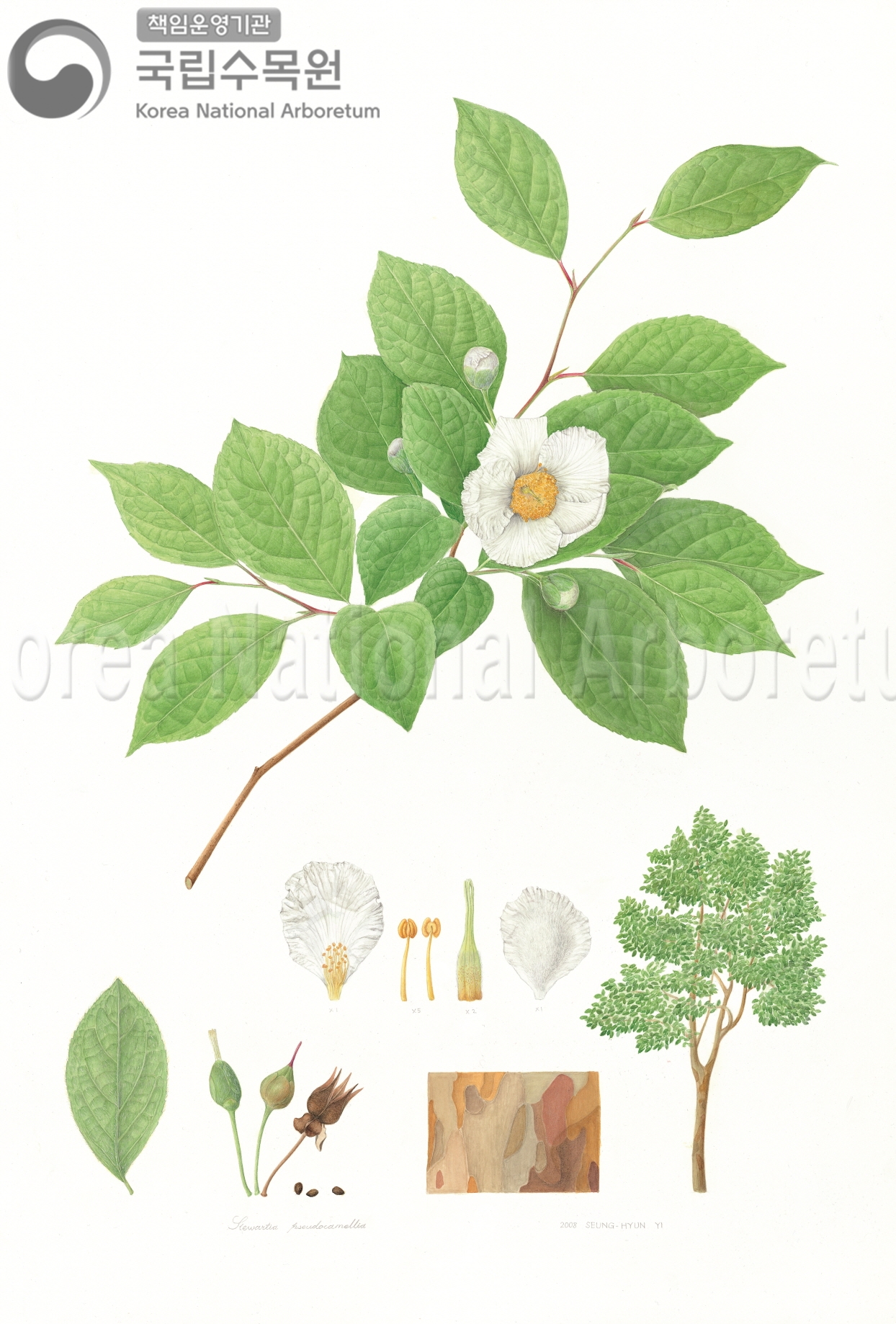 Plant Illustration Detailed View