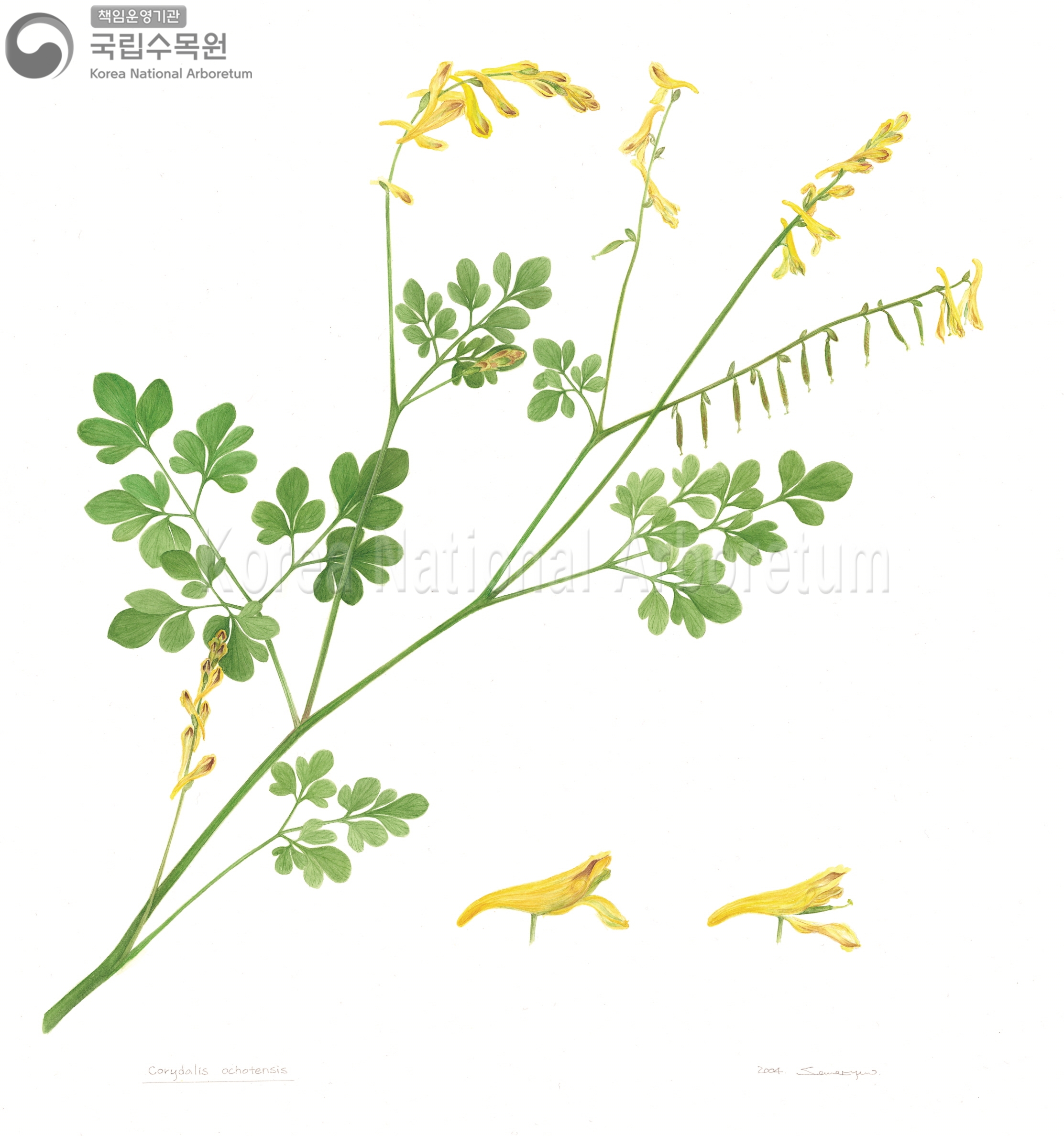 Plant Illustration Detailed View