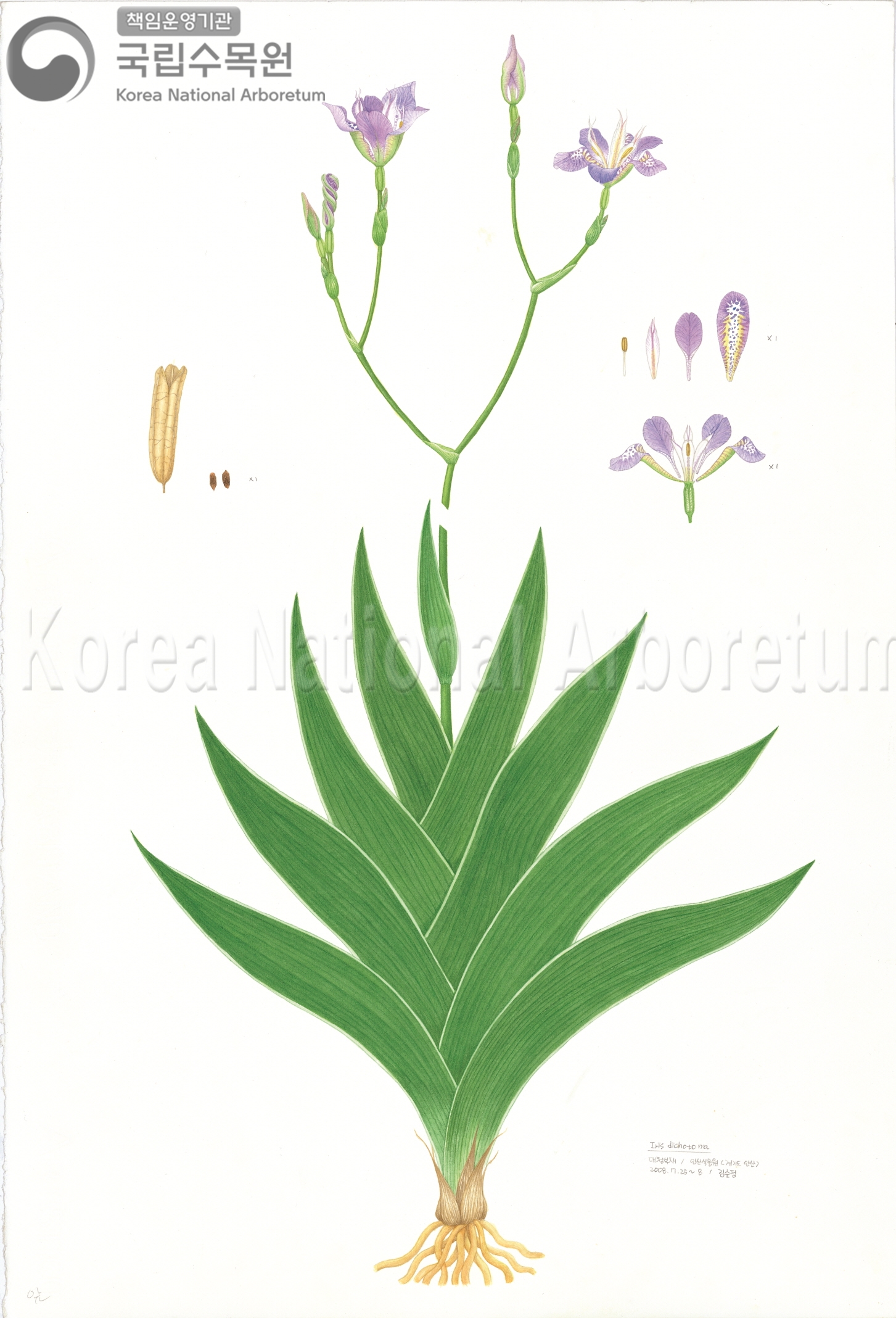 Plant Illustration Detailed View