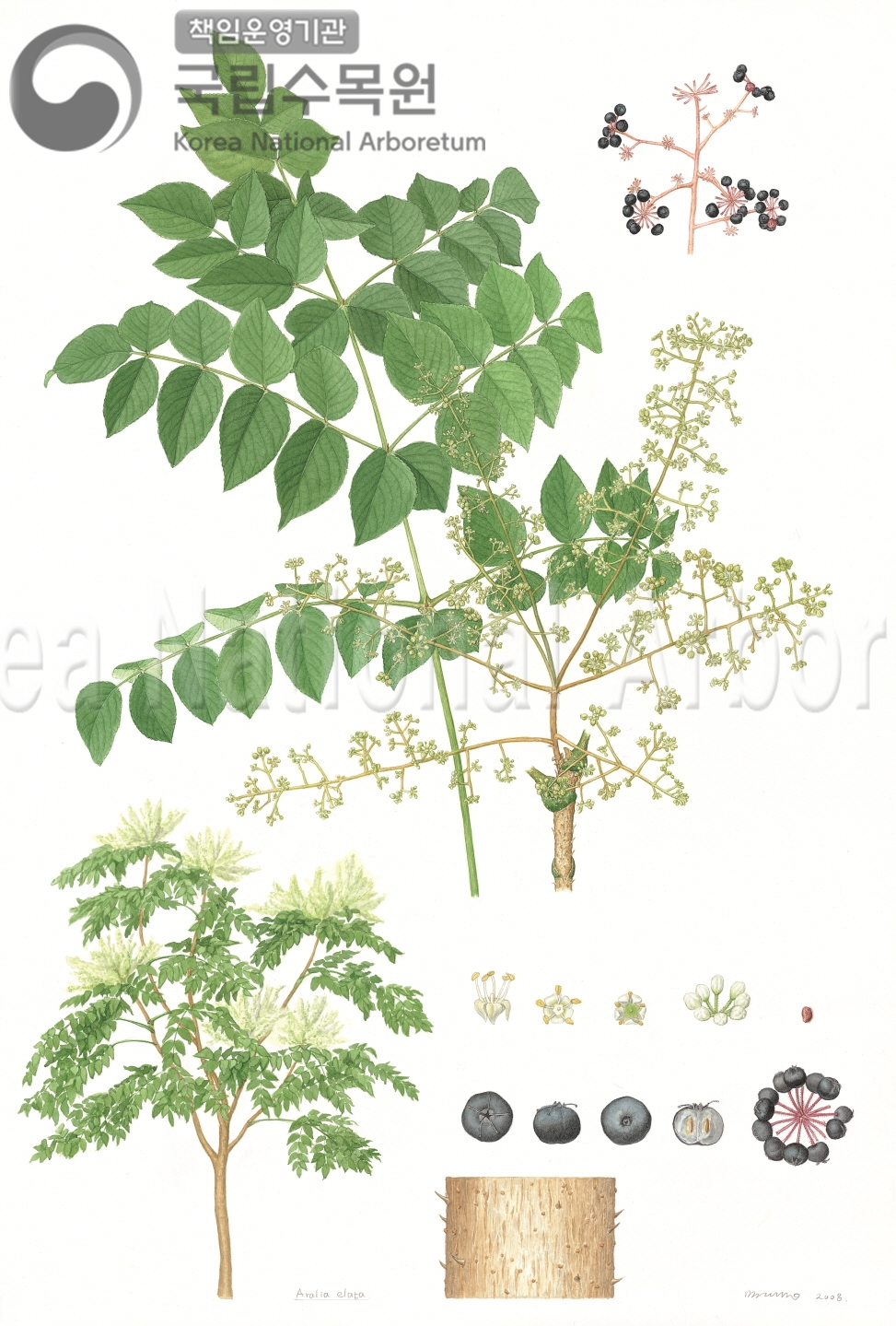 Plant Illustration Detailed View