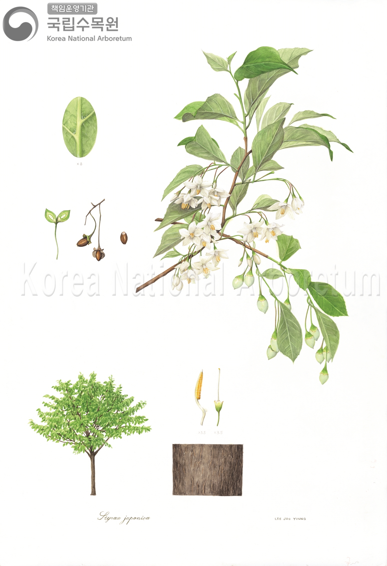 Plant Illustration Detailed View