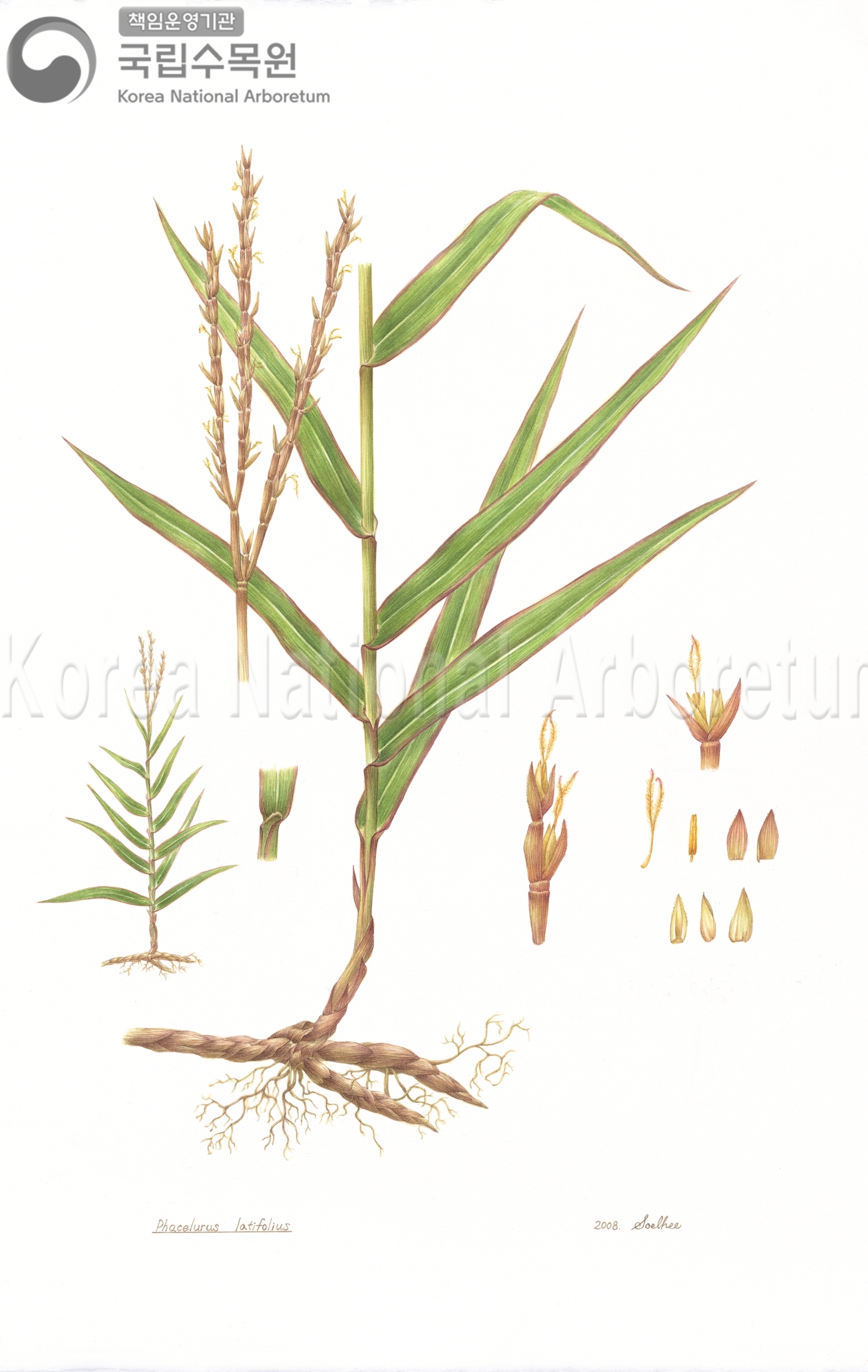 Plant Illustration Detailed View