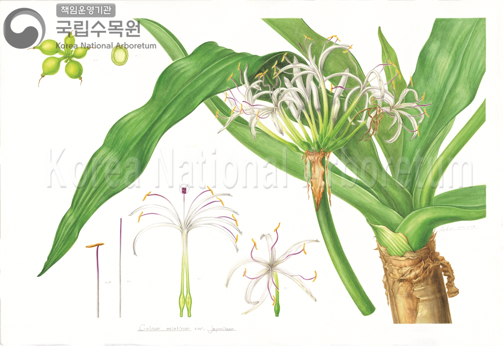 Plant Illustration Detailed View