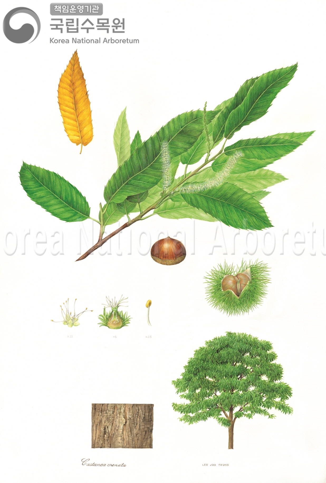 Plant Illustration Detailed View