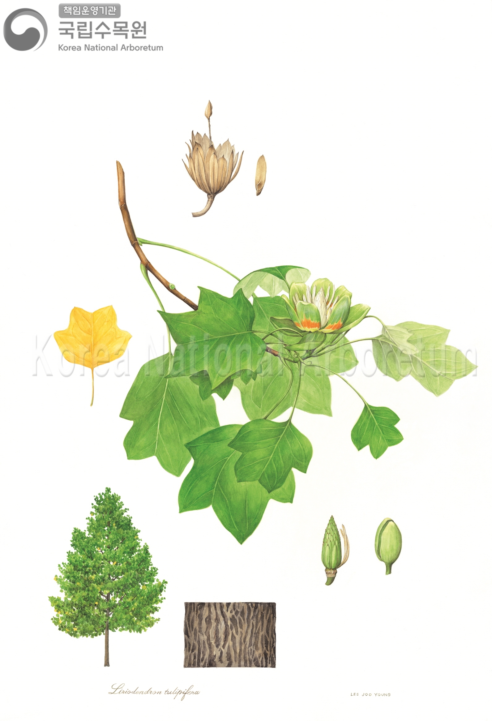 Plant Illustration Detailed View