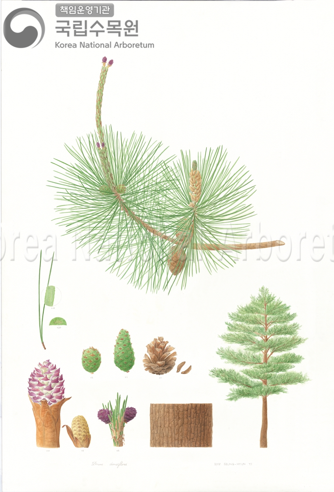 Plant Illustration Detailed View