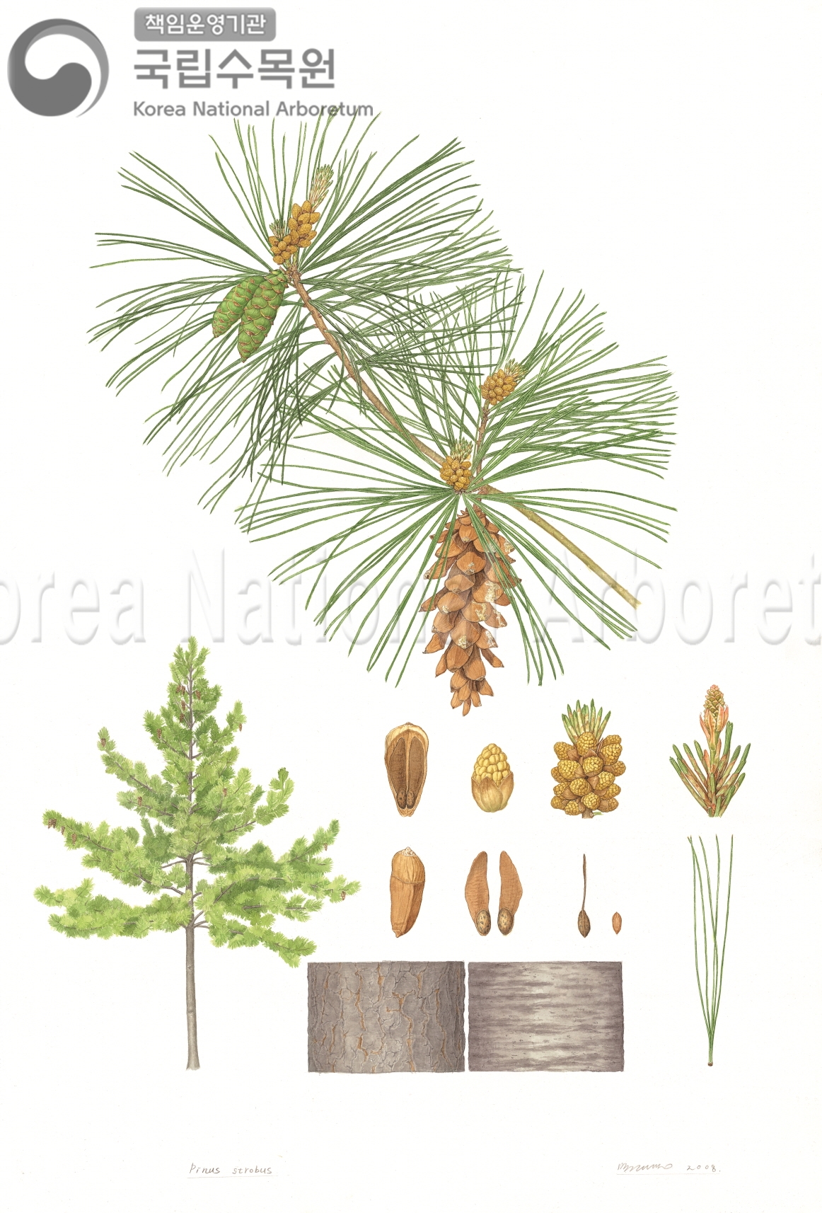 Plant Illustration Detailed View