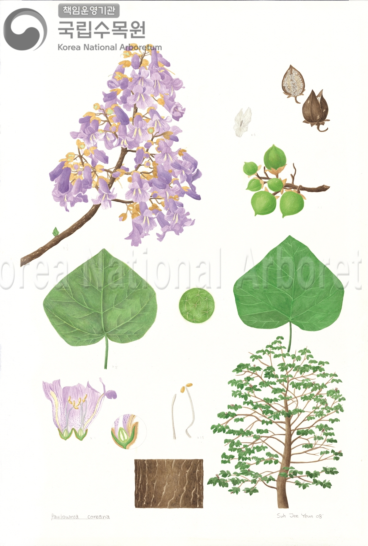 Plant Illustration Detailed View