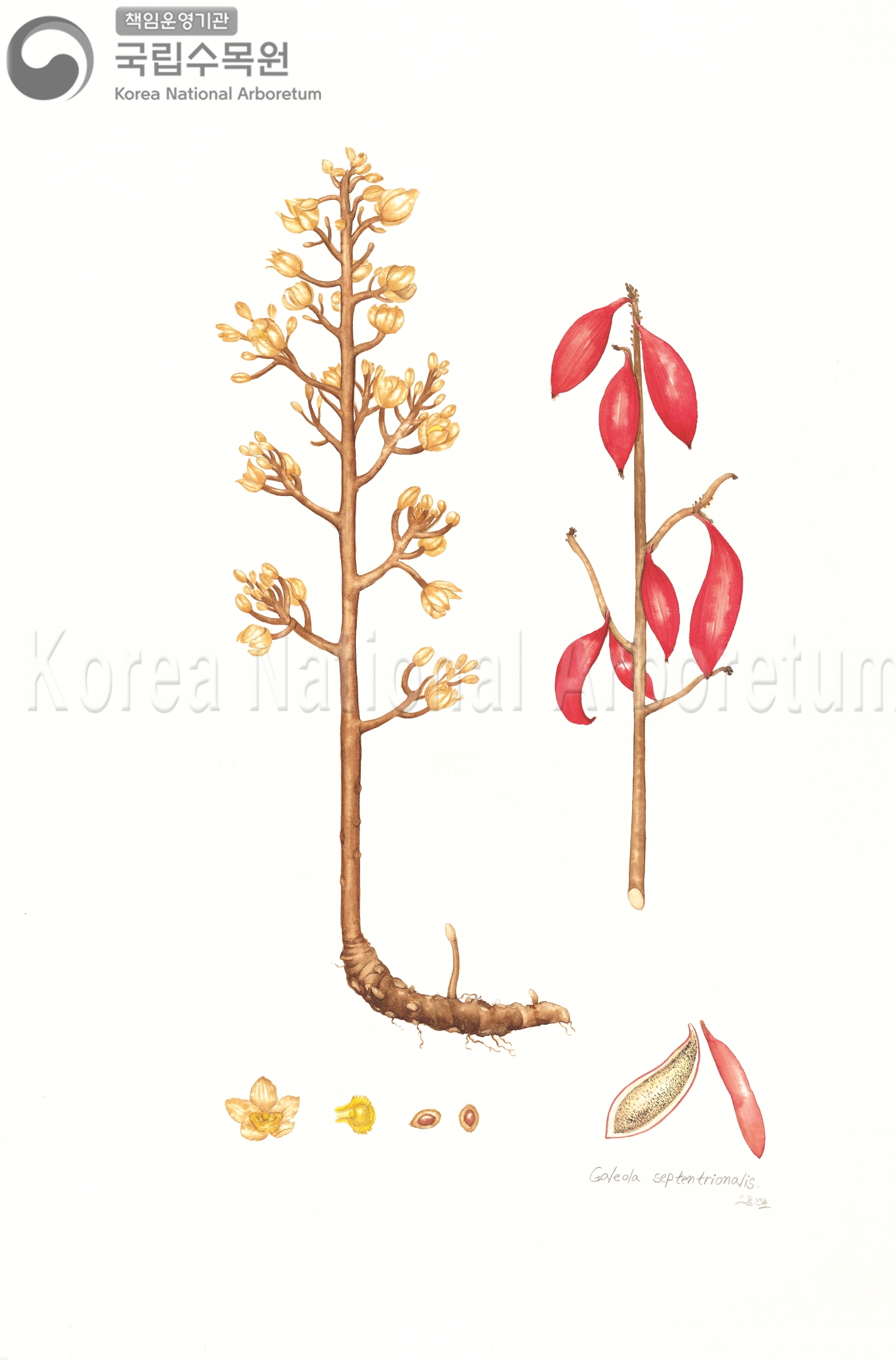 Plant Illustration Detailed View