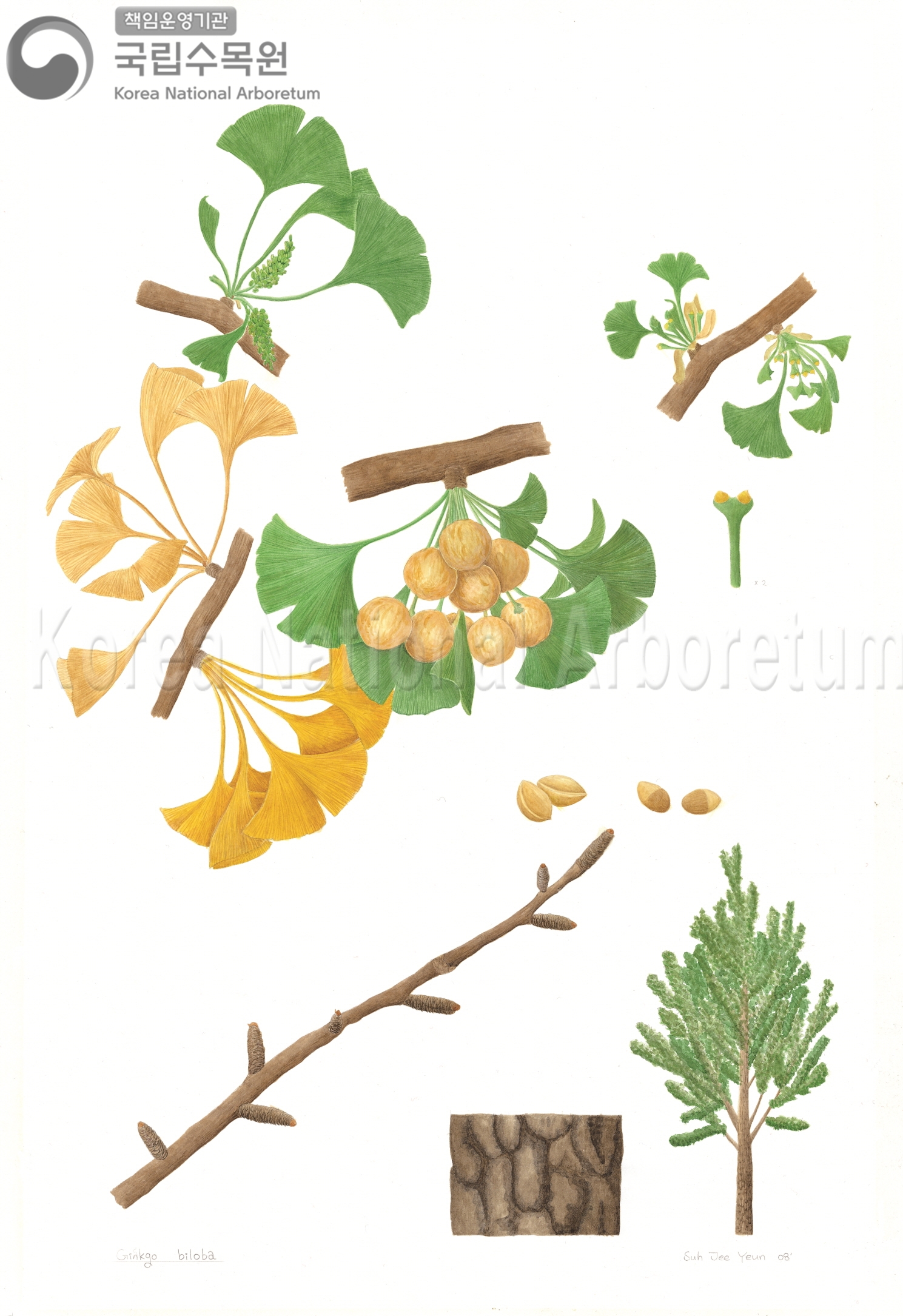 Plant Illustration Detailed View