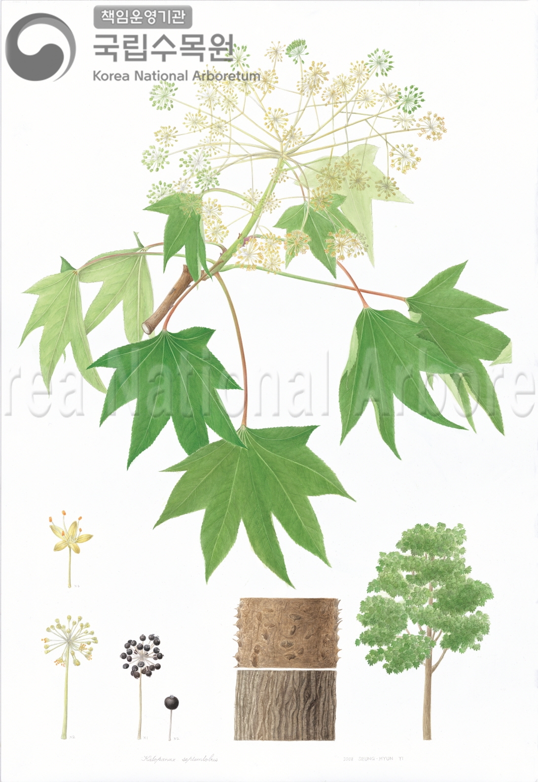 Plant Illustration Detailed View