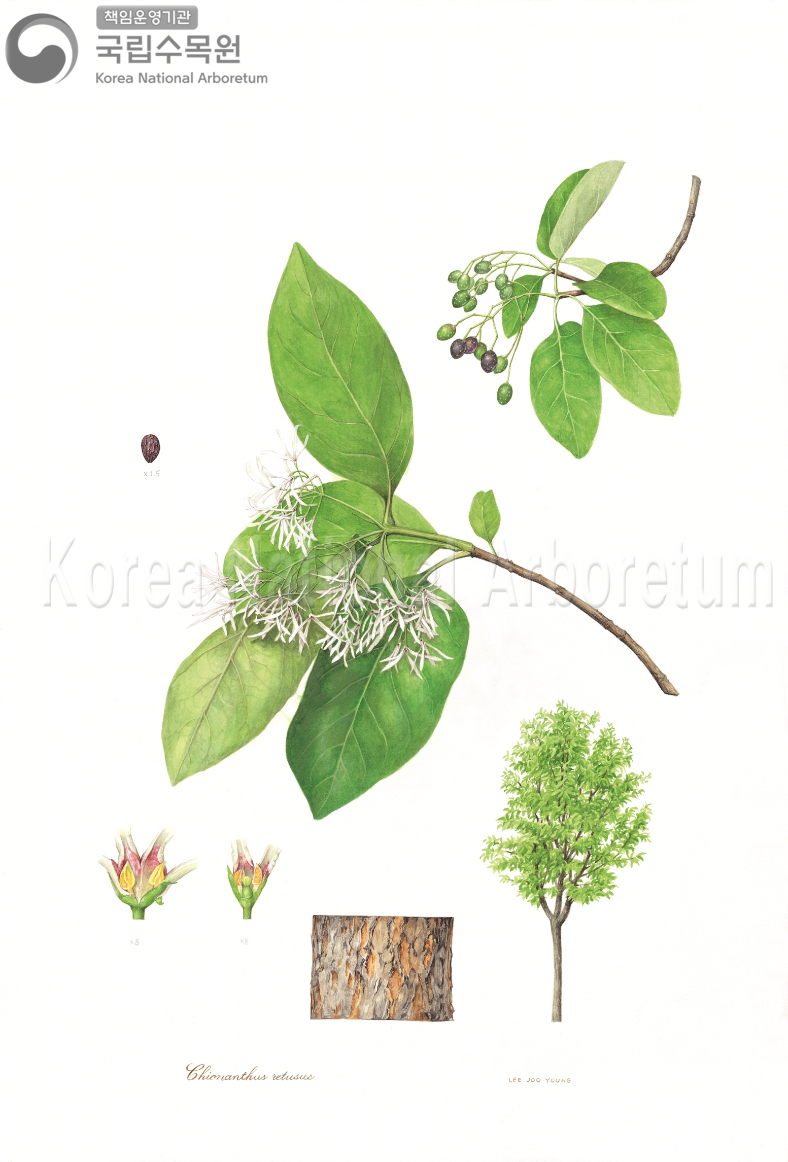 Plant Illustration Detailed View