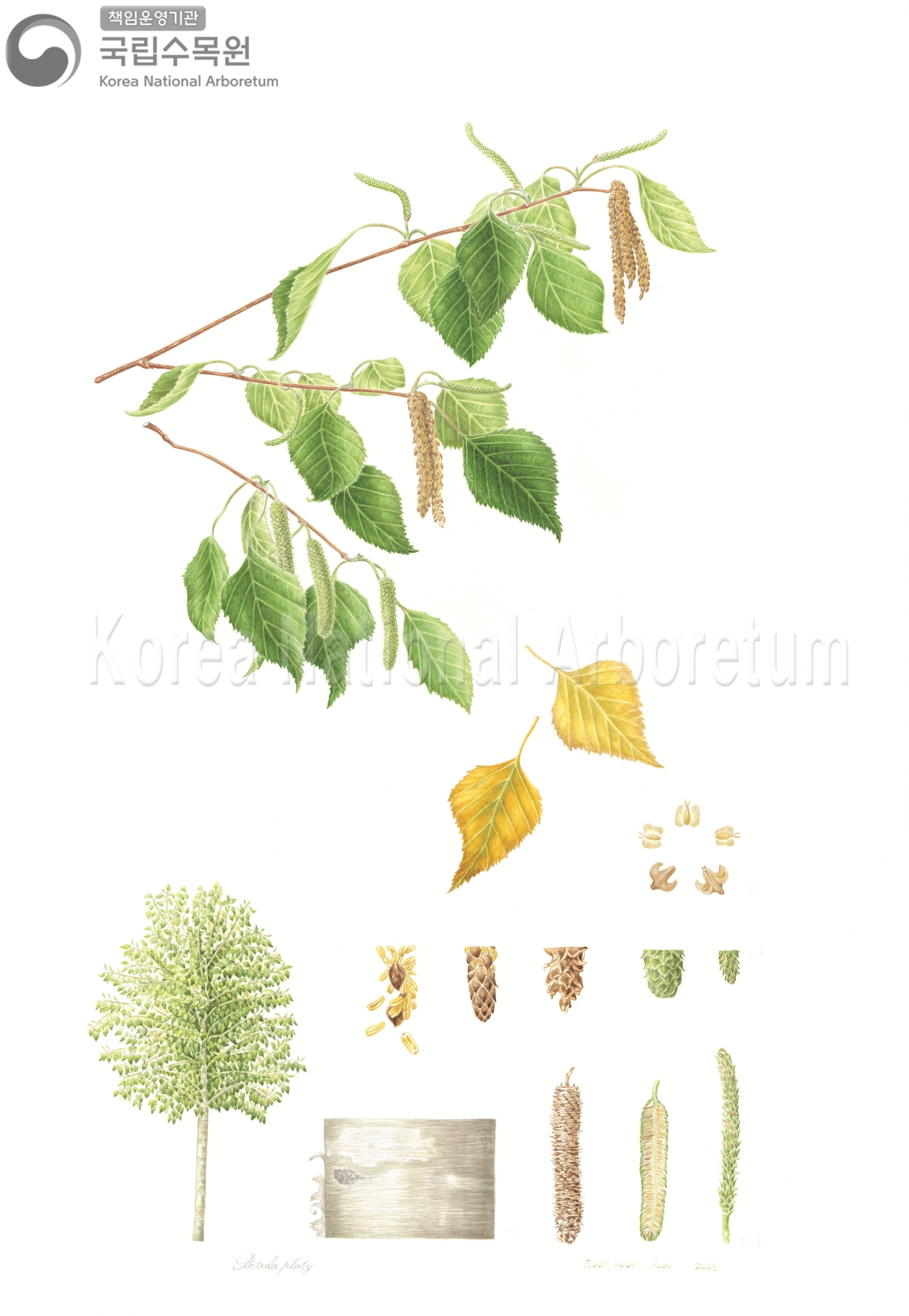 Plant Illustration Detailed View