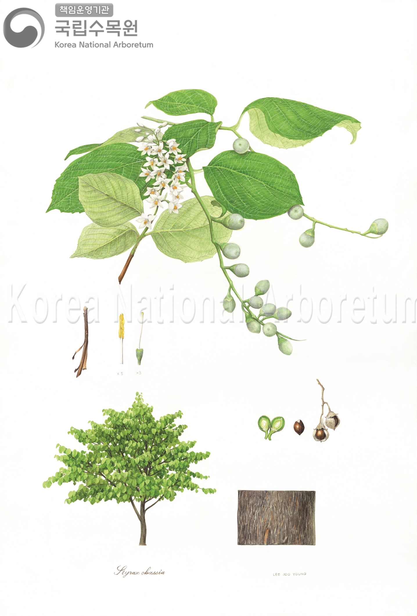 Plant Illustration Detailed View