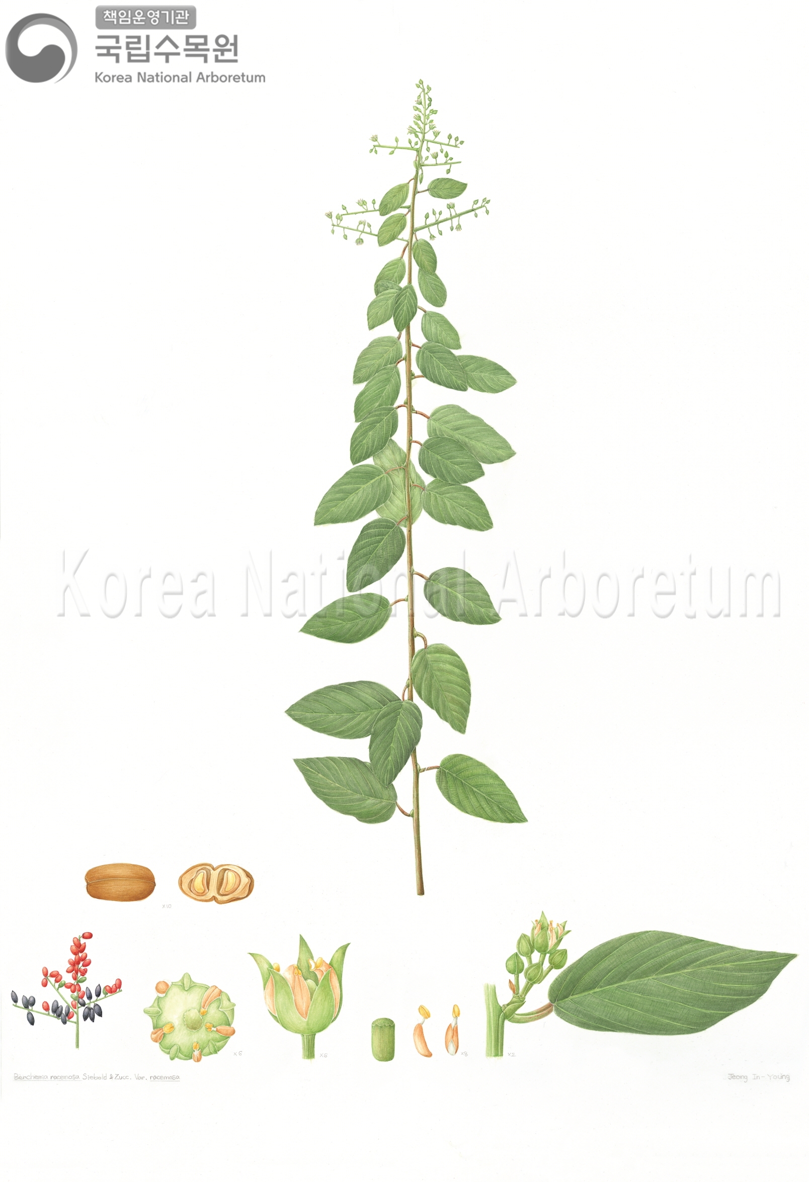 Plant Illustration Detailed View