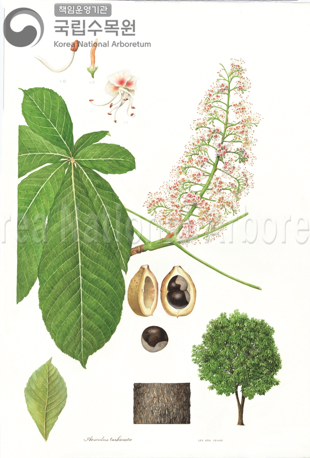 Plant Illustration Detailed View