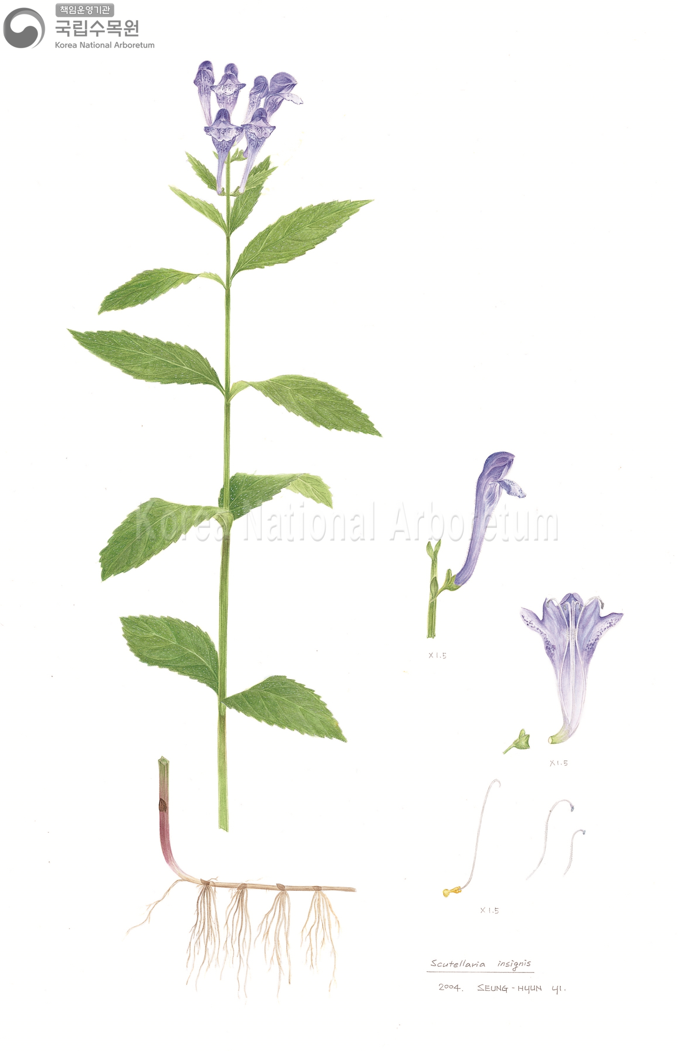 Plant Illustration Detailed View