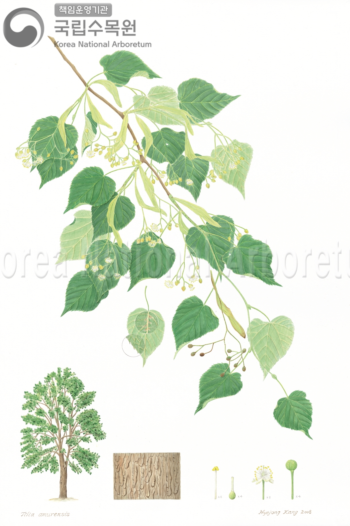 Plant Illustration Detailed View