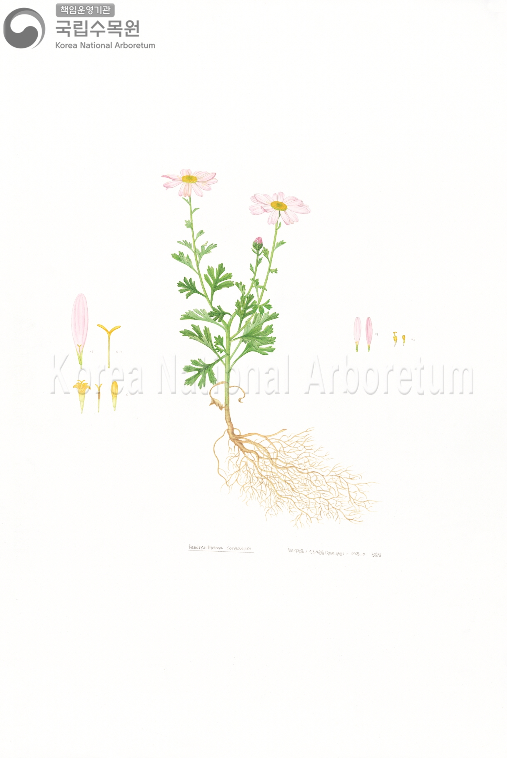 Plant Illustration Detailed View