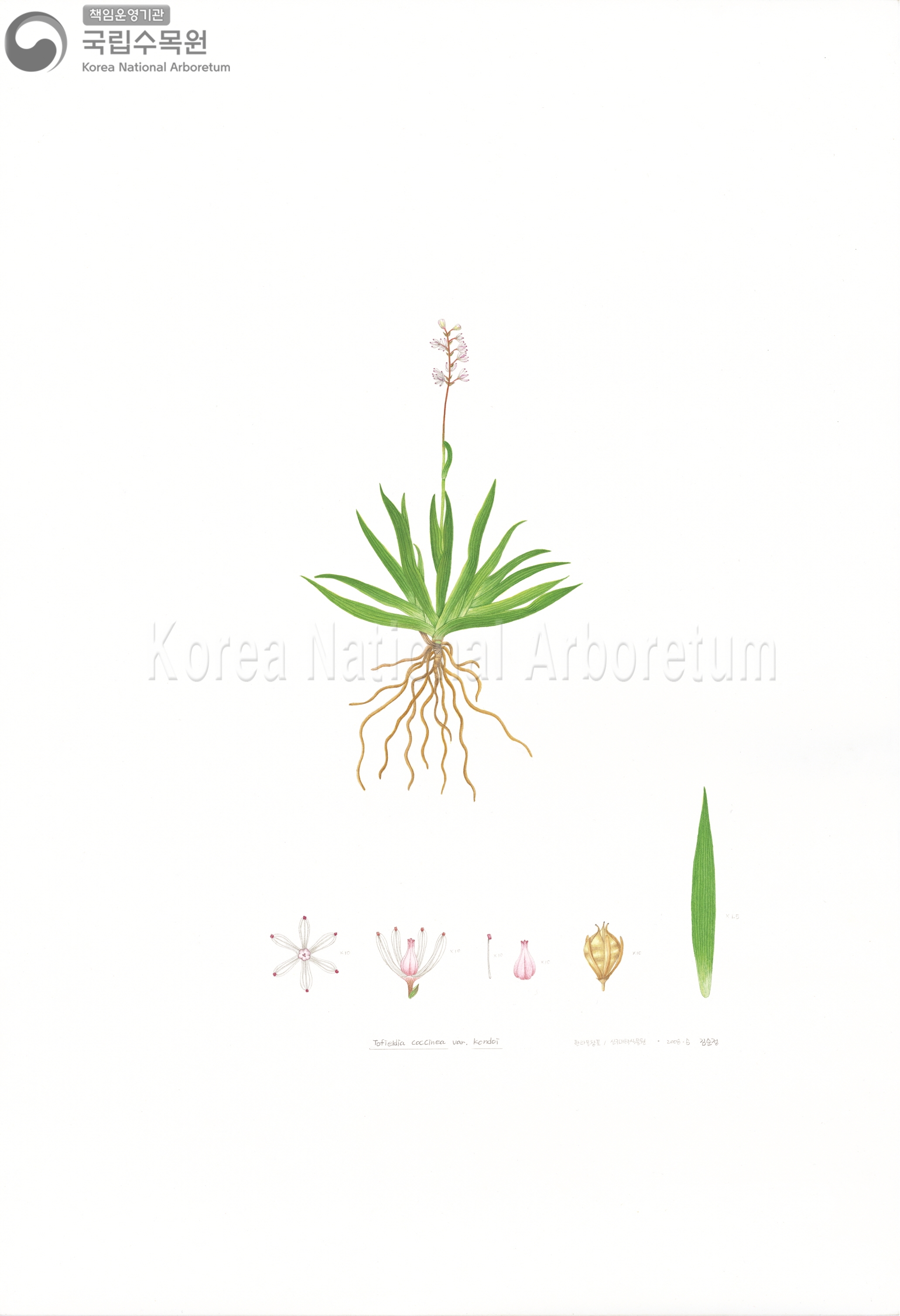 Plant Illustration Detailed View