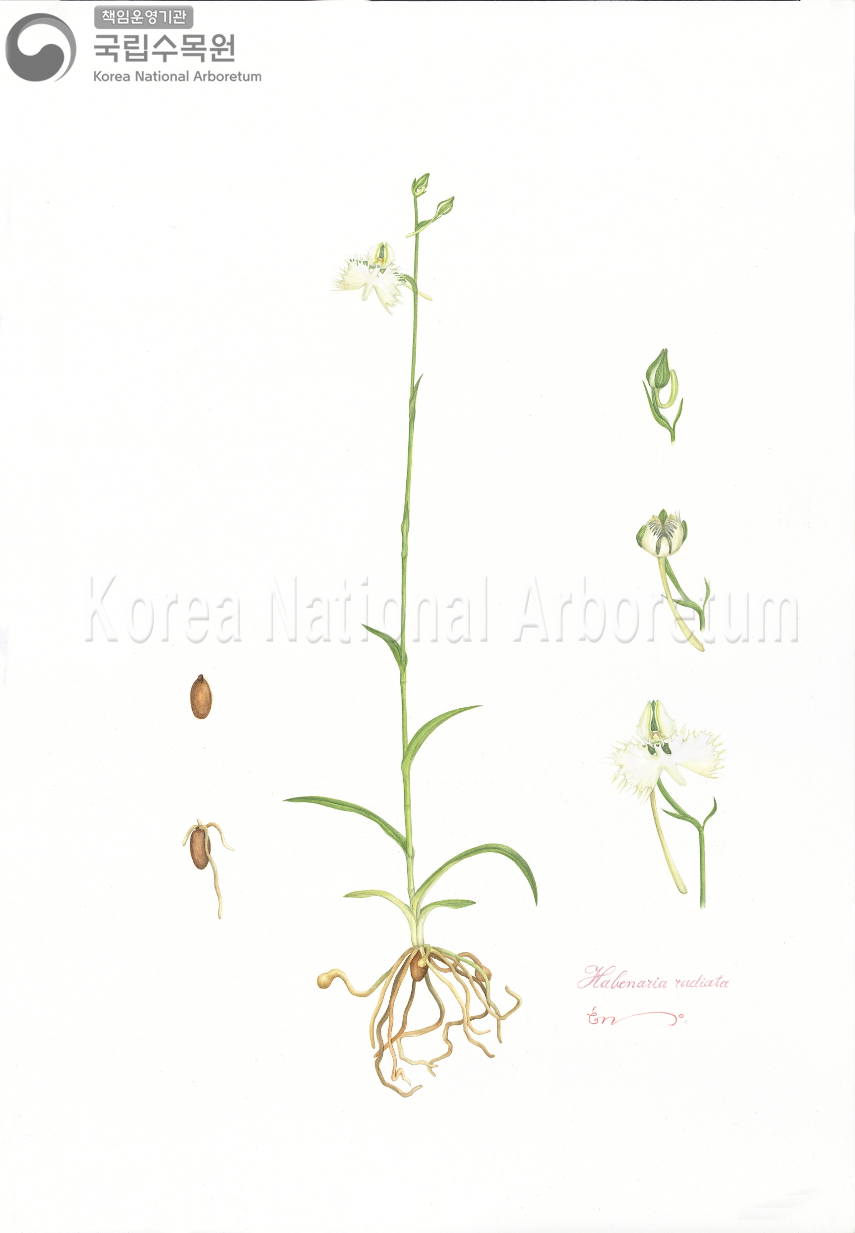 Plant Illustration Detailed View