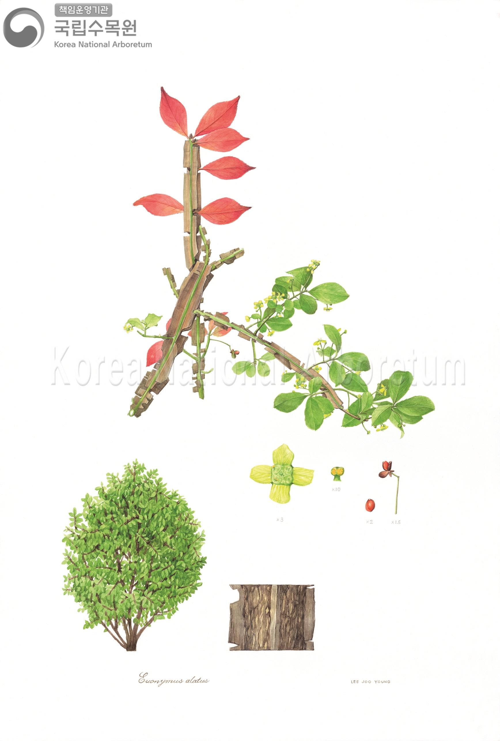 Plant Illustration Detailed View