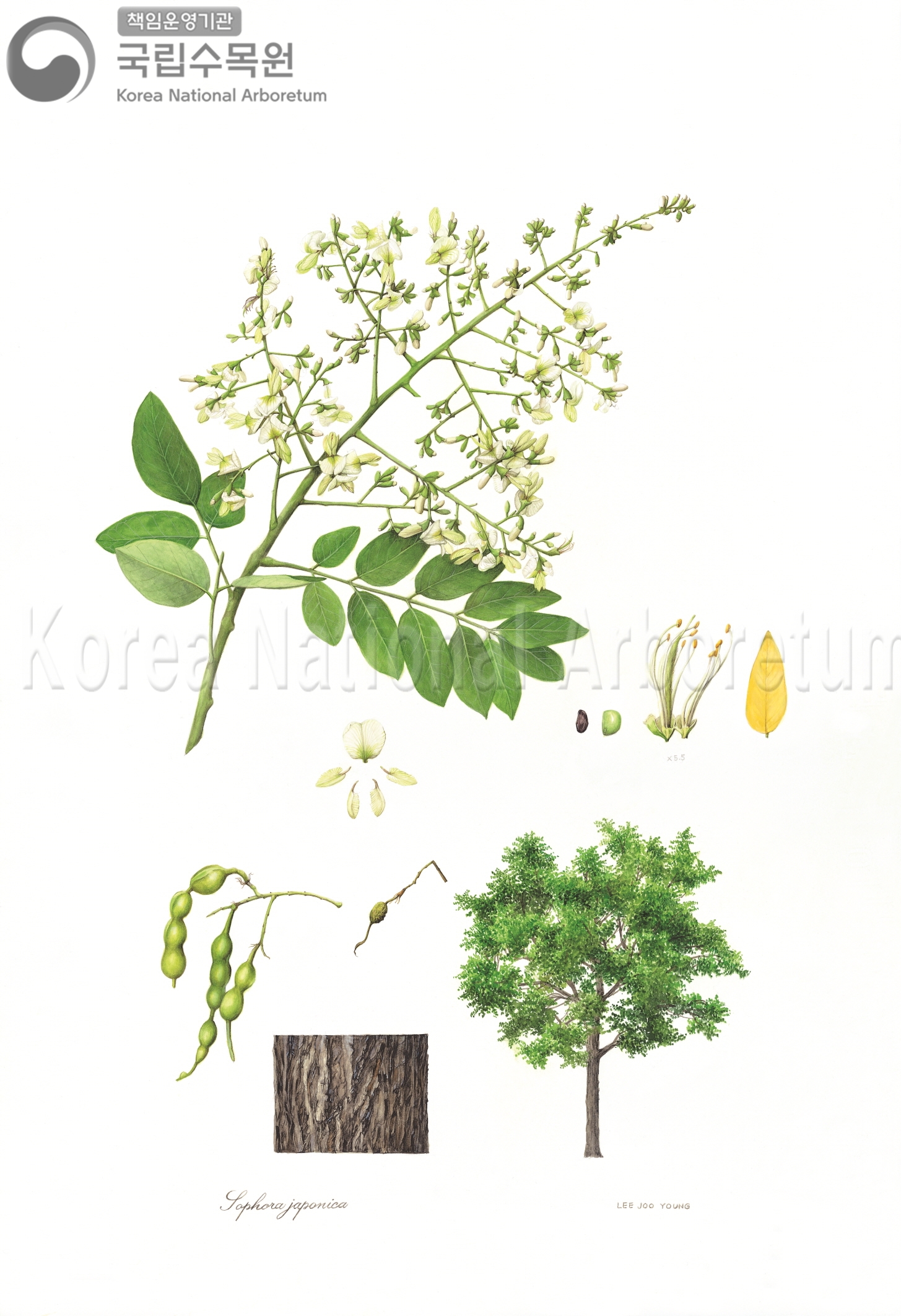 Plant Illustration Detailed View