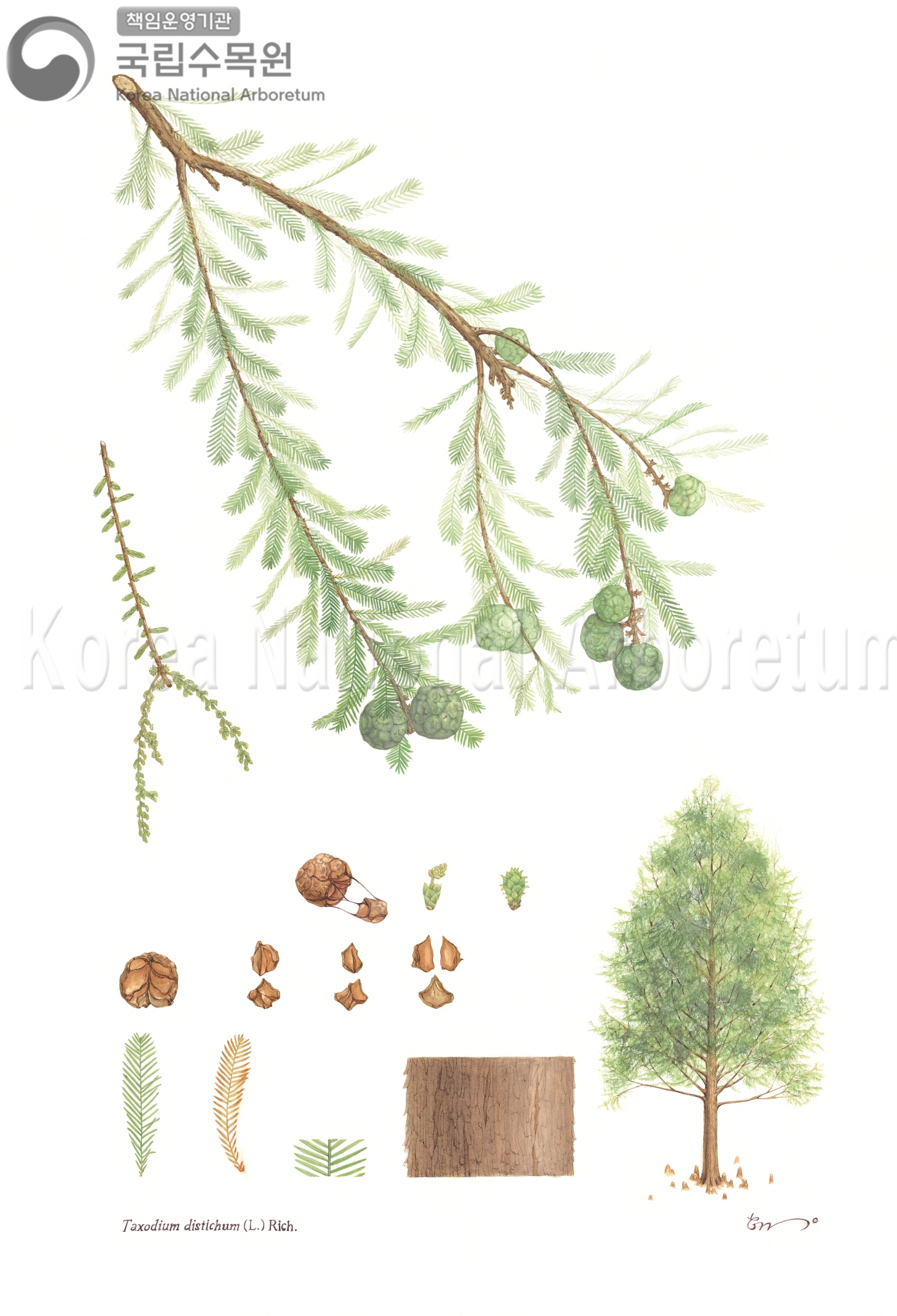 Plant Illustration Detailed View