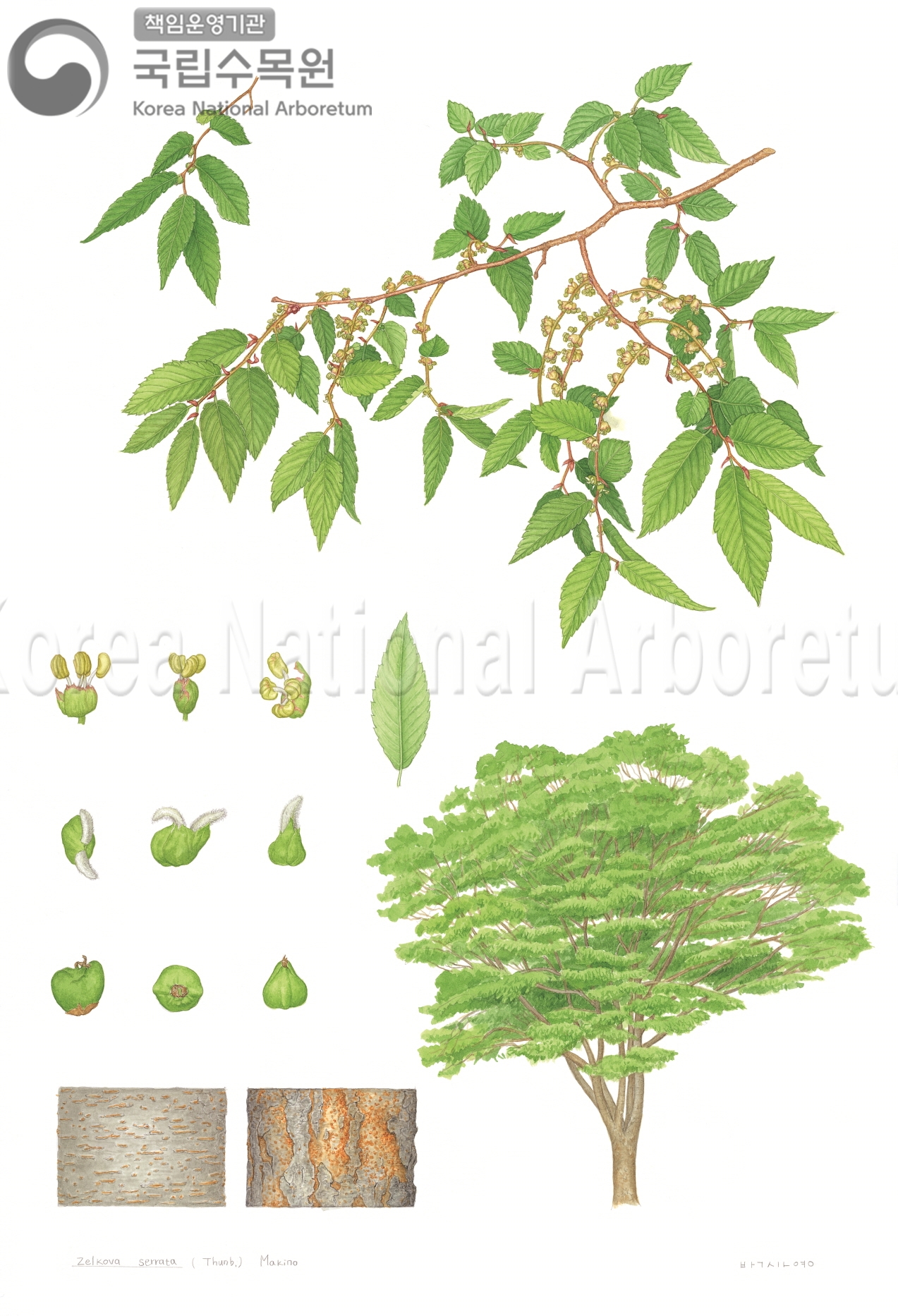 Plant Illustration Detailed View